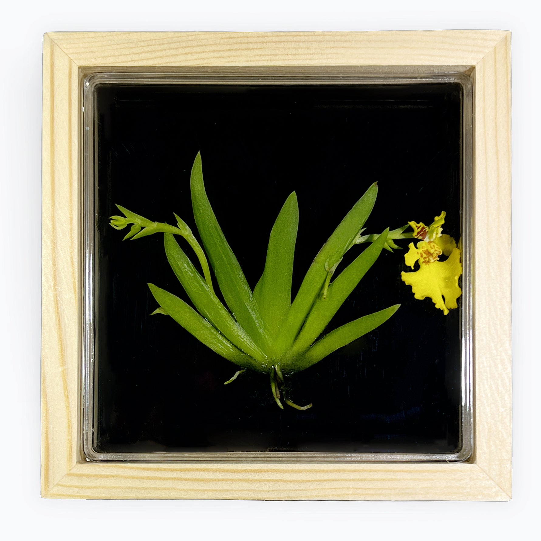 Live Orchid Picture view 2