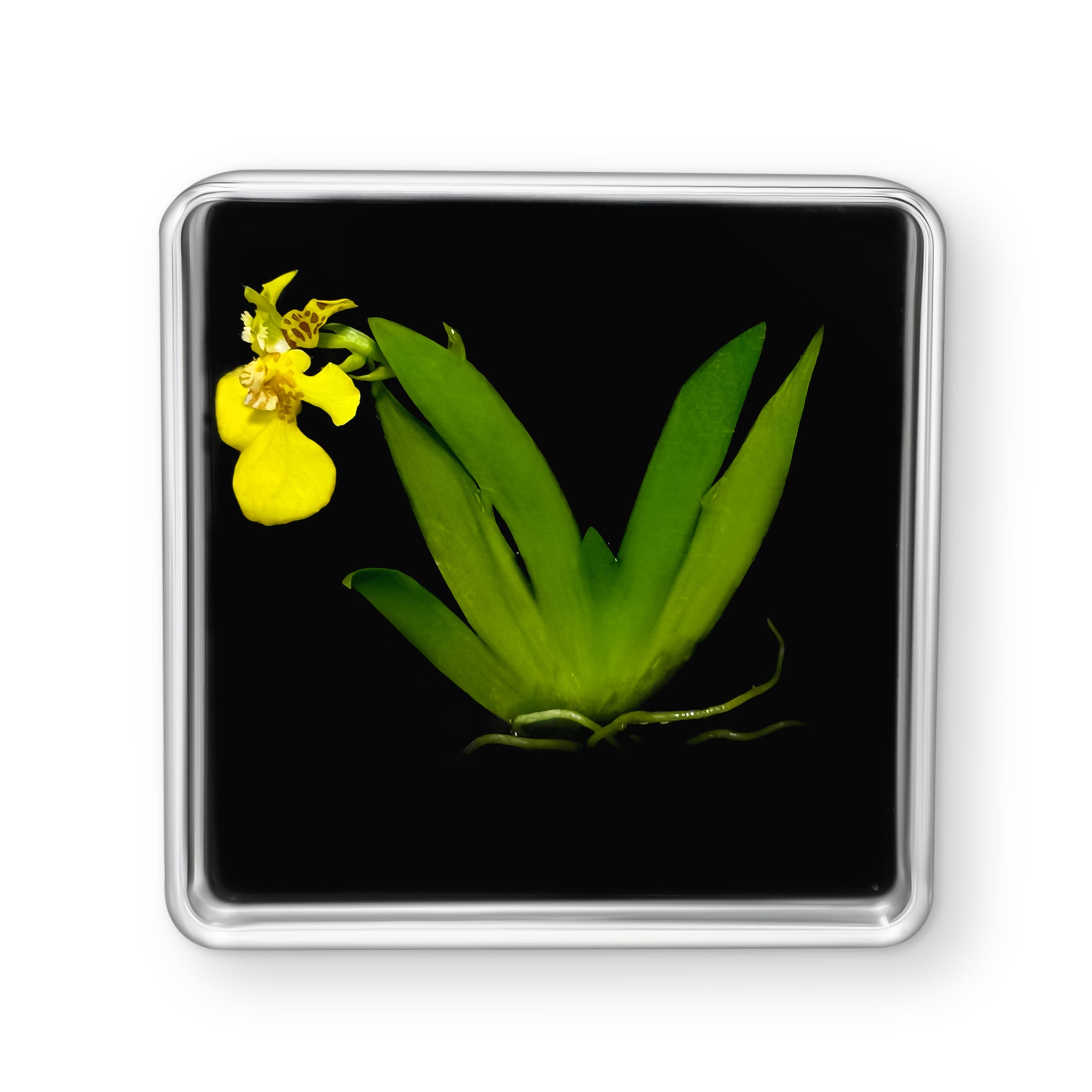 Live Orchid Picture view 5