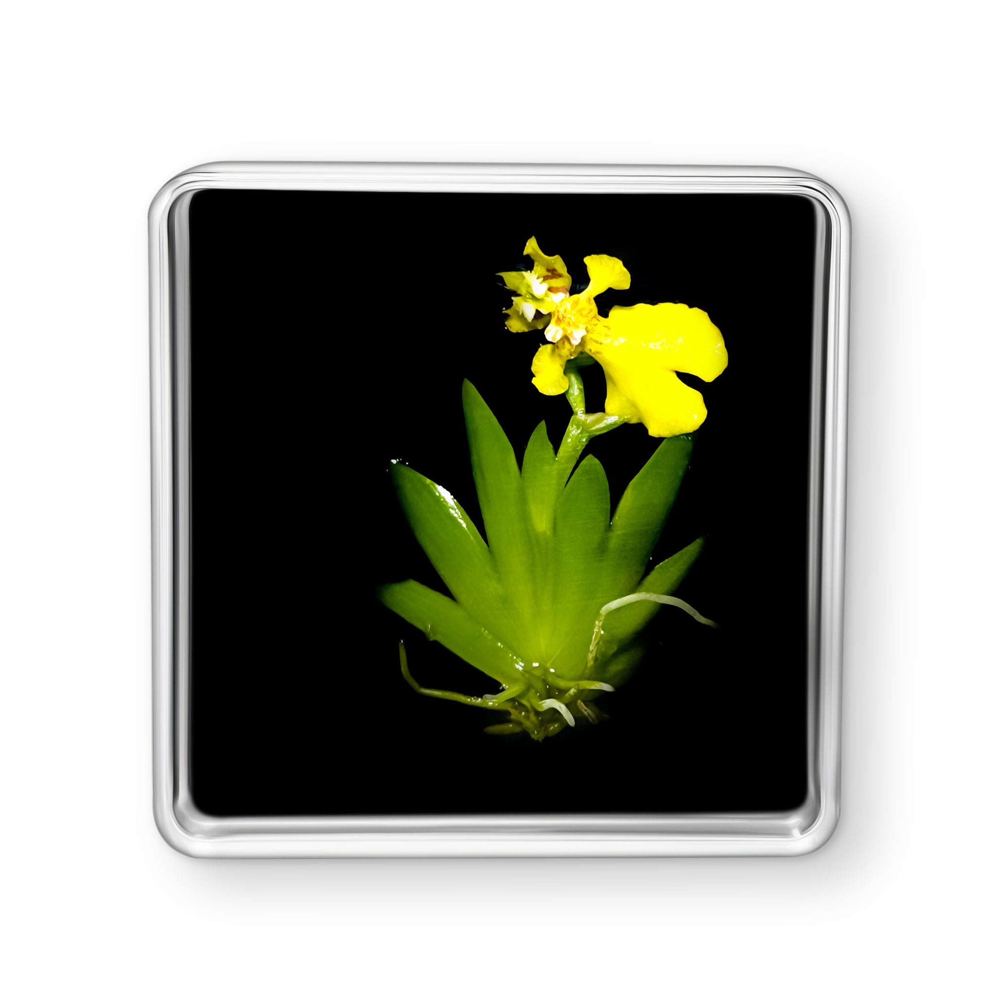Live Orchid Picture view 8