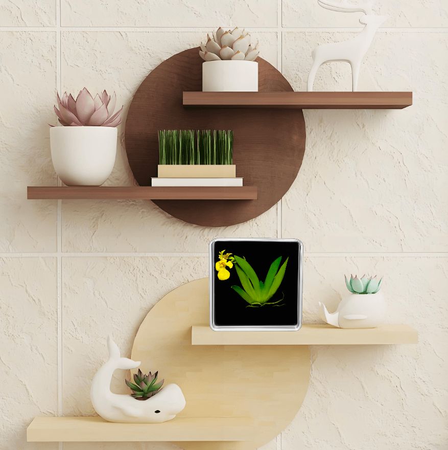 Live Orchid Picture view 9