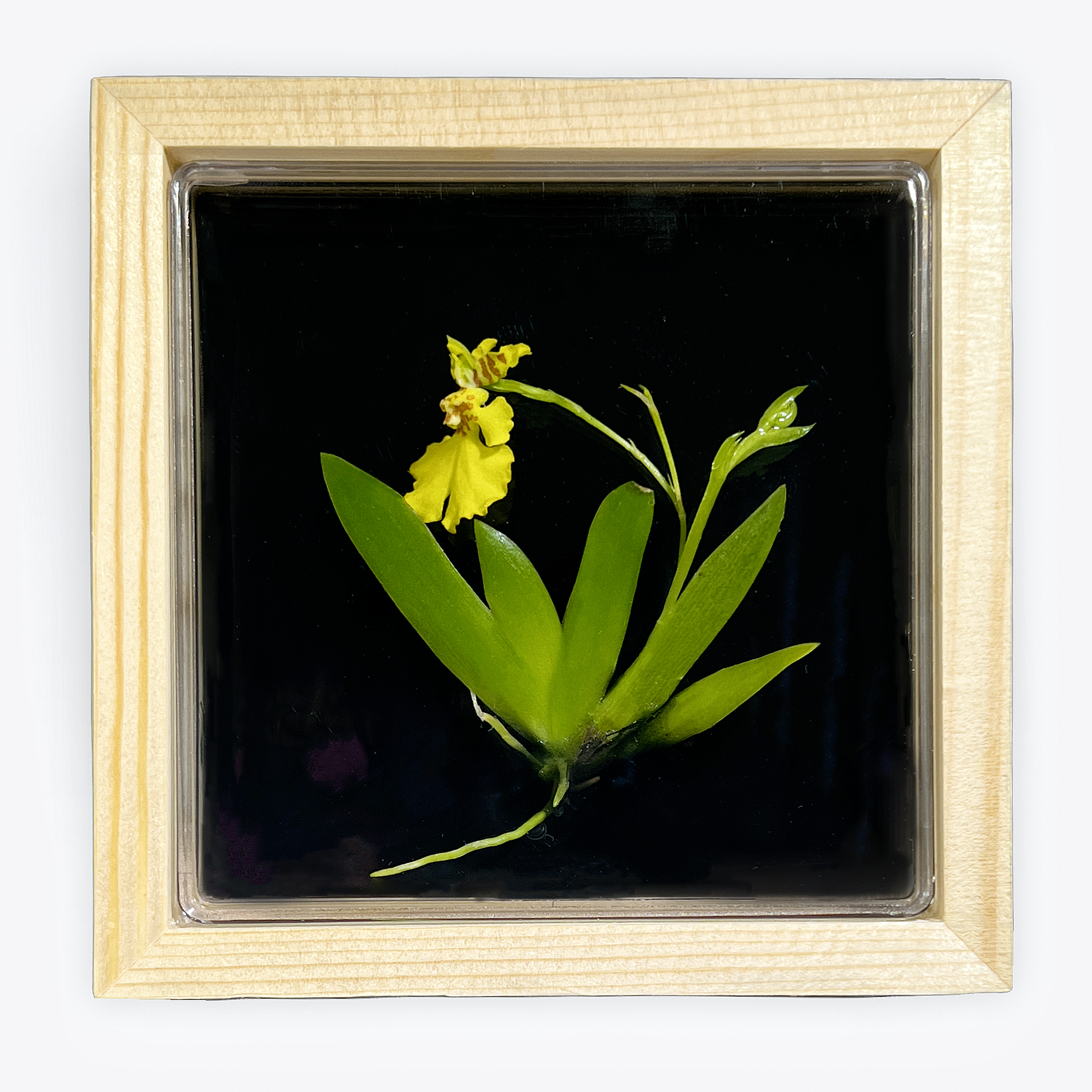Live Orchid Picture view 10
