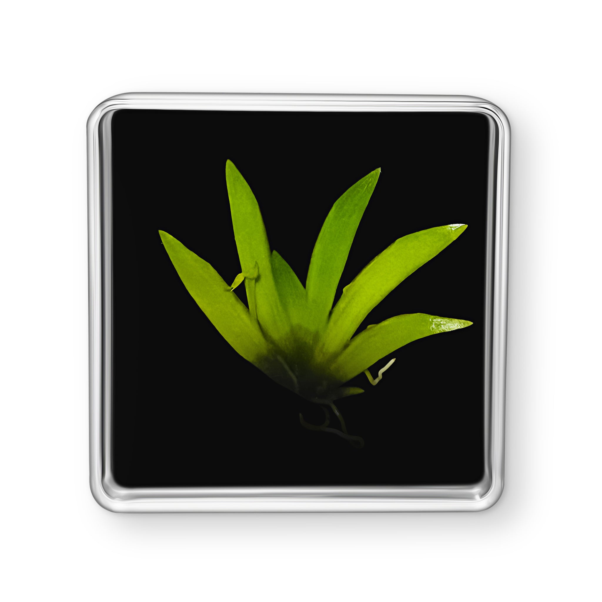 Live Orchid Picture view 12
