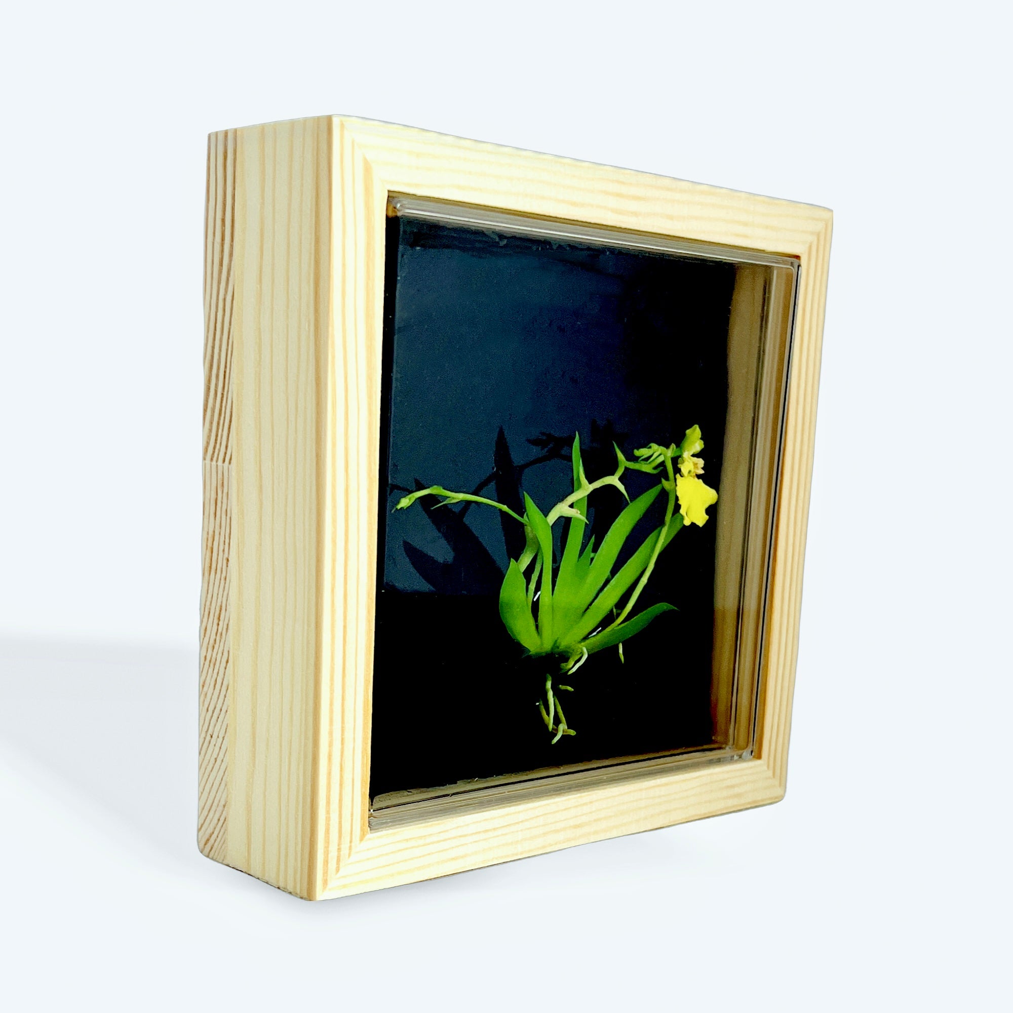 Live Orchid Picture view 13
