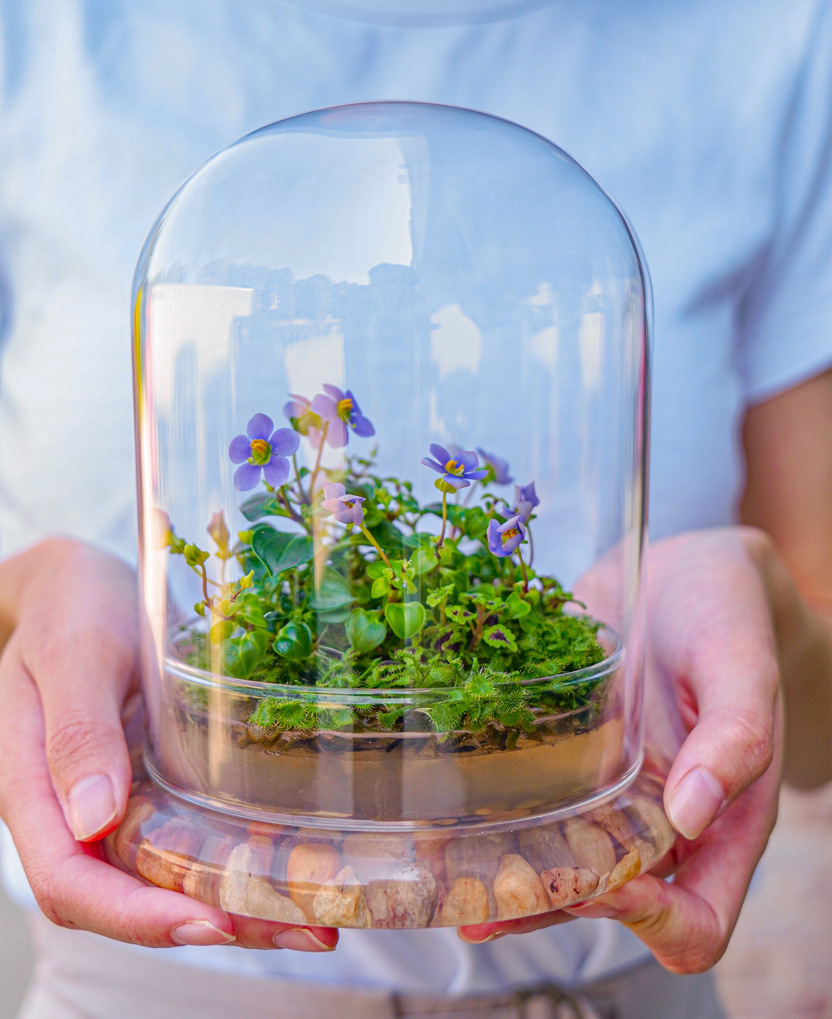 Persian Violet lived in Terrarium Jar