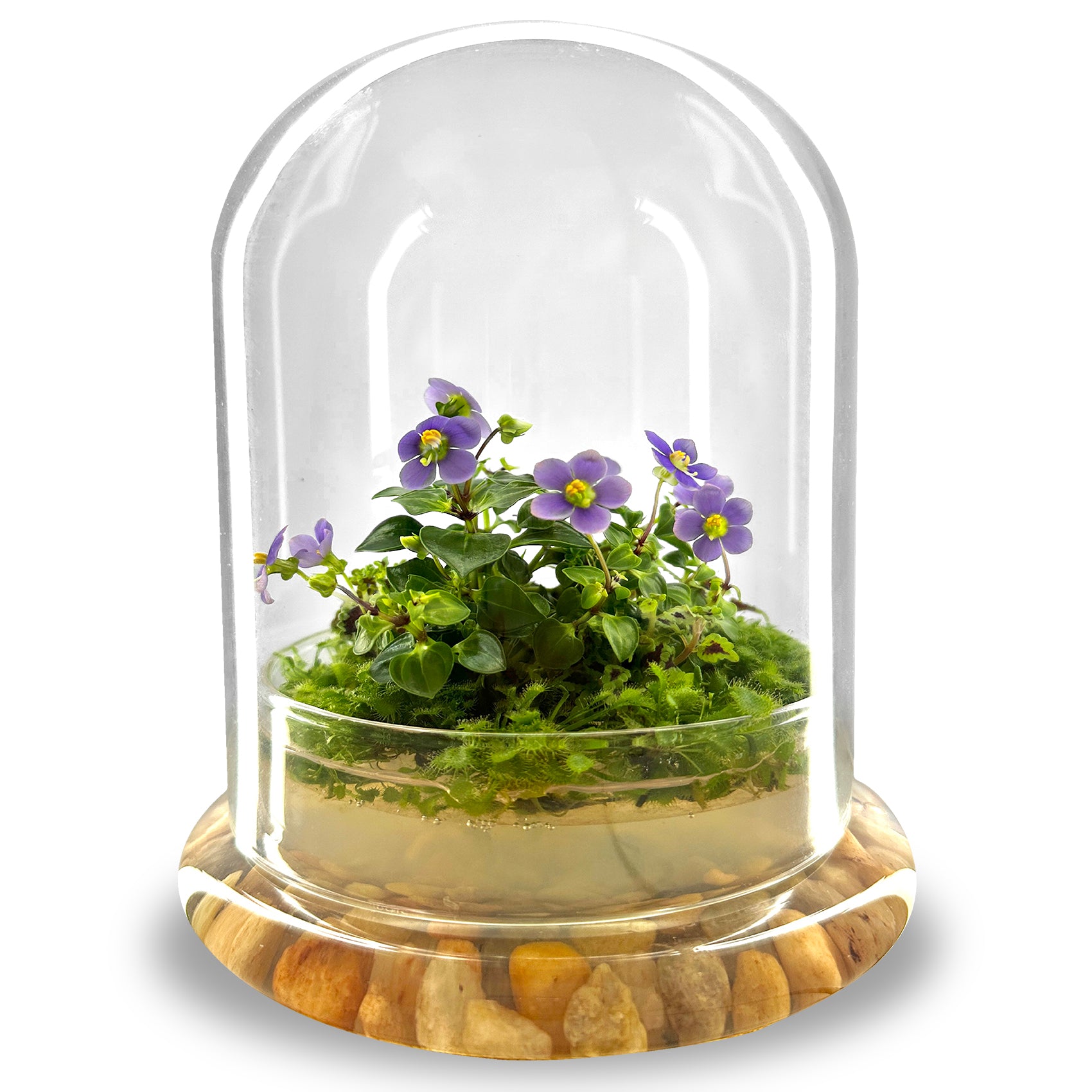 Persian Violet lived in Terrarium Jar view 2