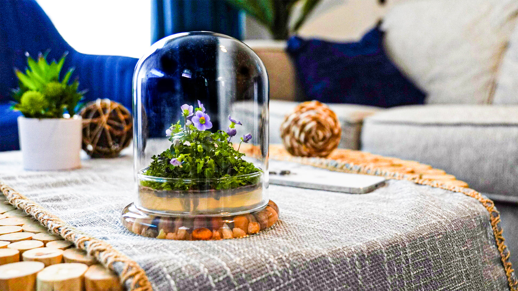 Persian Violet lived in Terrarium Jar view 4