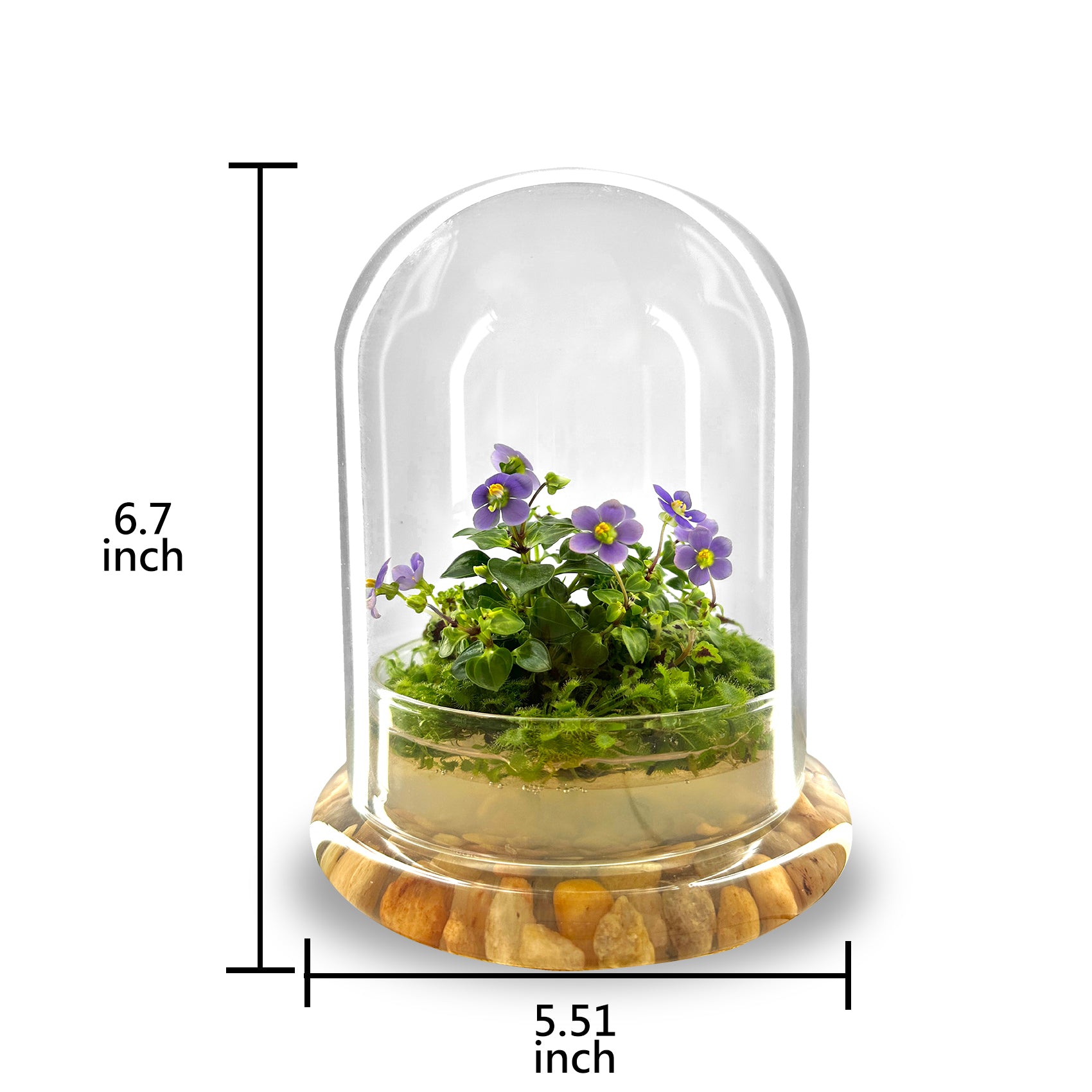 Persian Violet lived in Terrarium Jar view 5
