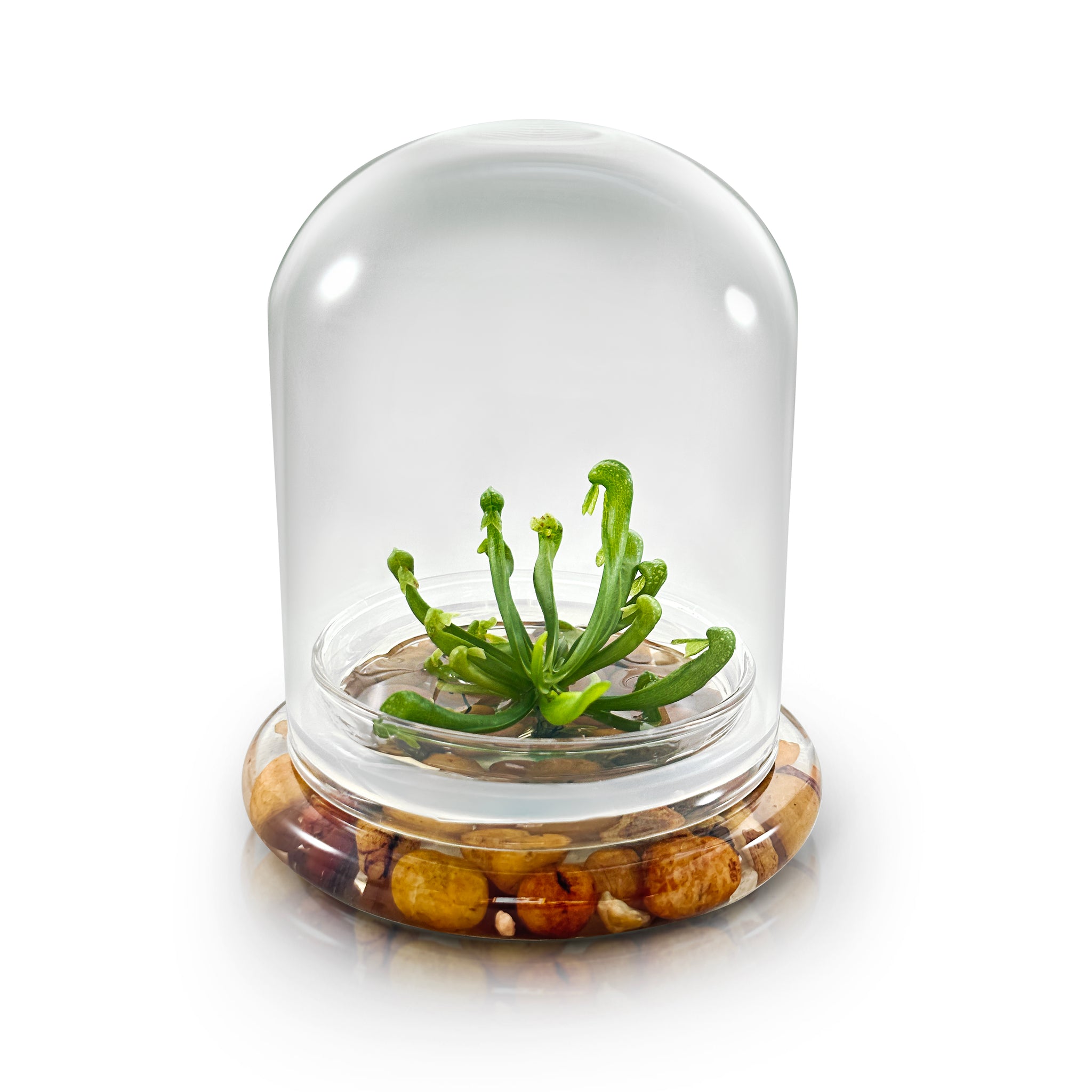 Terrarium Cobra Lily–Carnivorous Live Pitcher Plant– Self-… view 3
