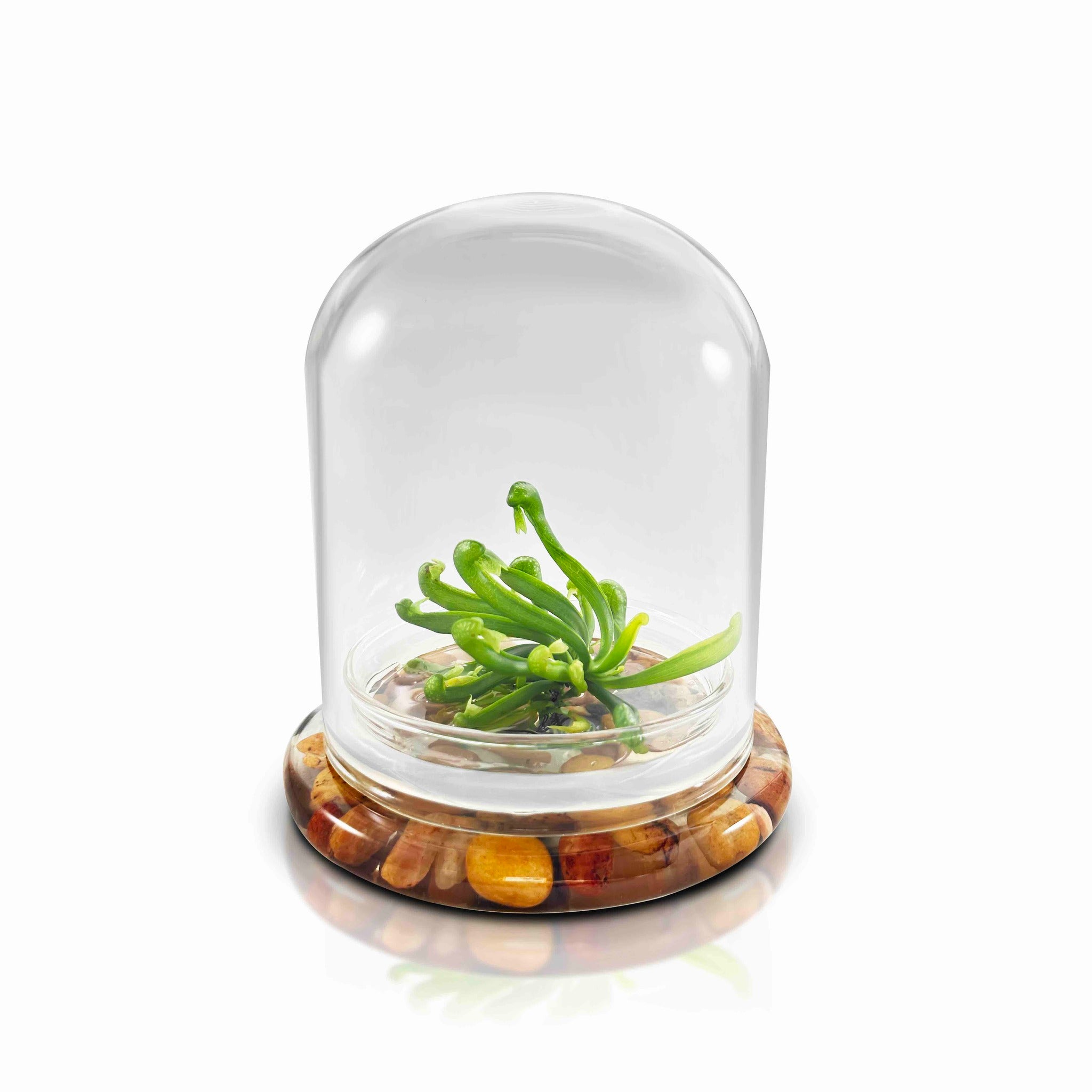 Terrarium Cobra Lily–Carnivorous Live Pitcher Plant– Self-… view 5