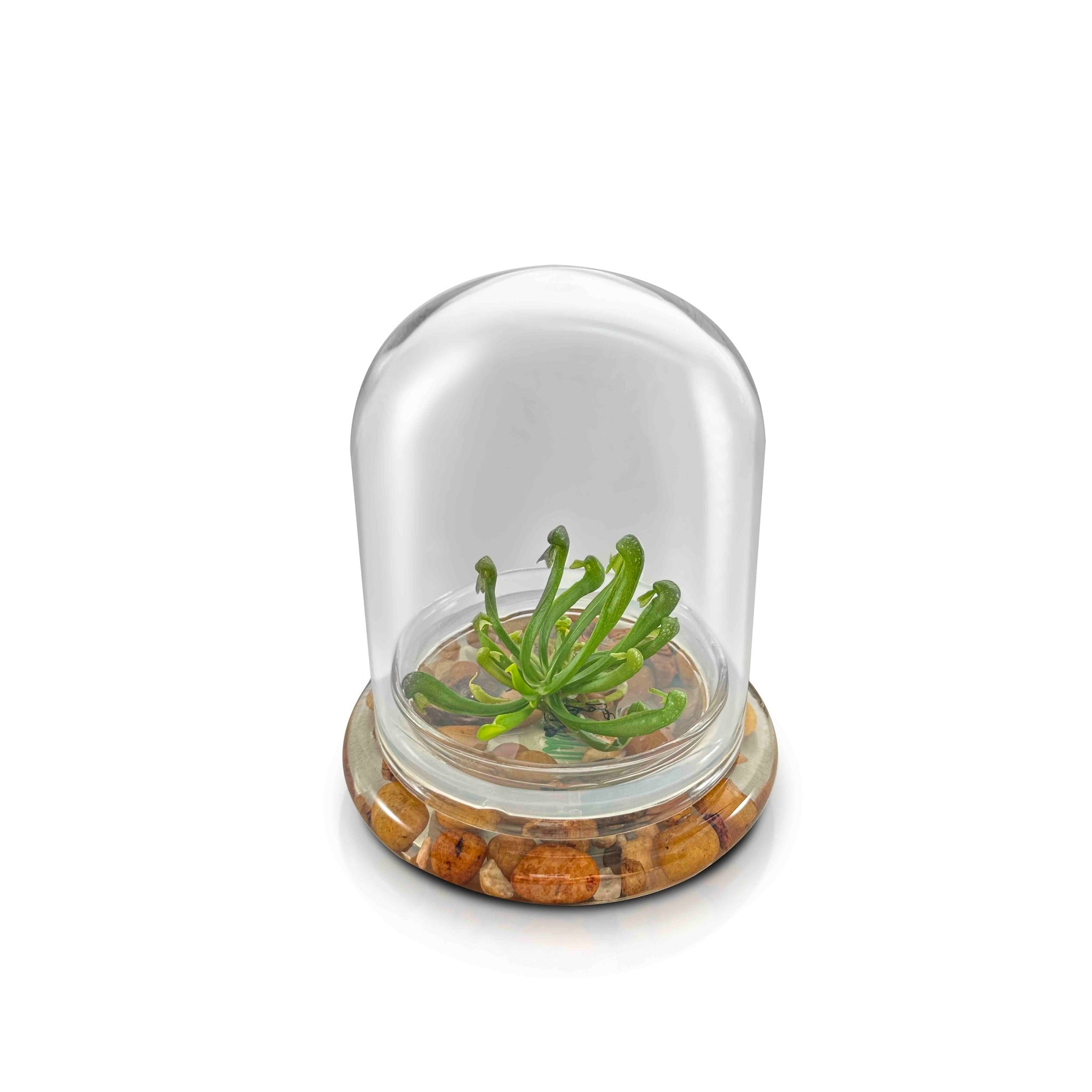 Terrarium Cobra Lily–Carnivorous Live Pitcher Plant– Self-… view 6