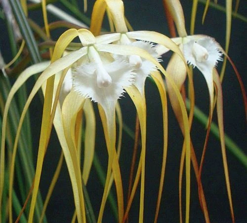 Brassavola cucullata view 1