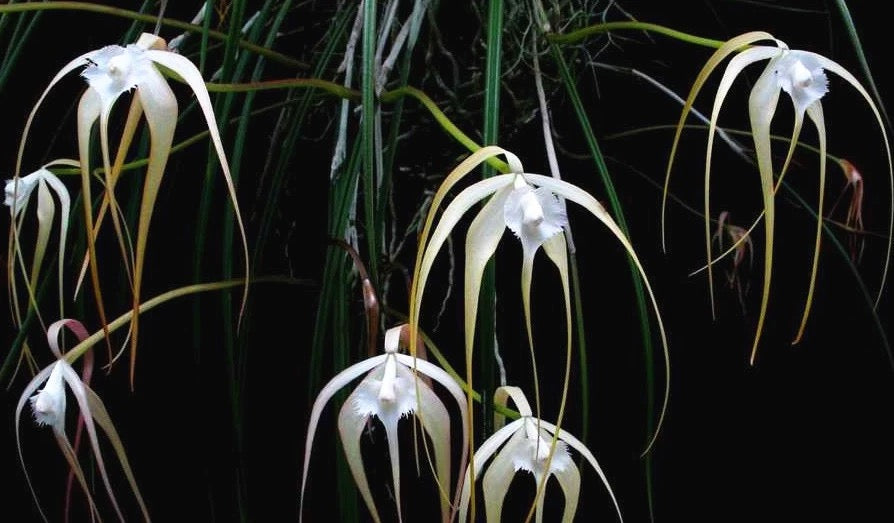 Brassavola cucullata