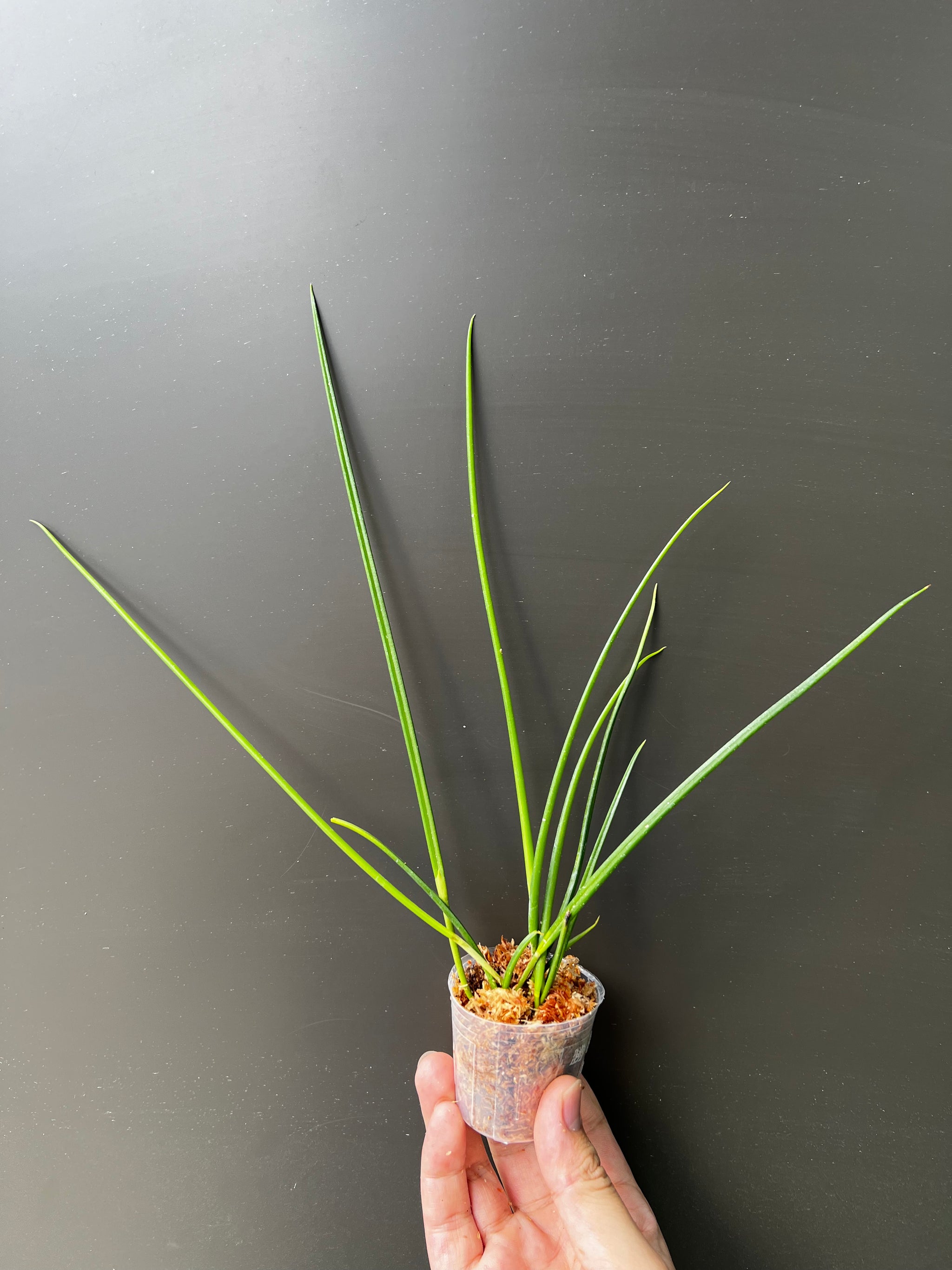 Brassavola cucullata view 3