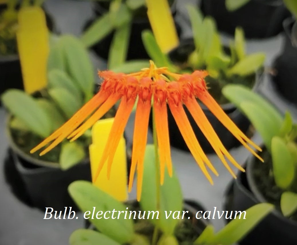 Bulb. electrinum var calvum x sib