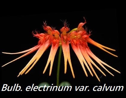 Bulb. electrinum var calvum x sib view 2
