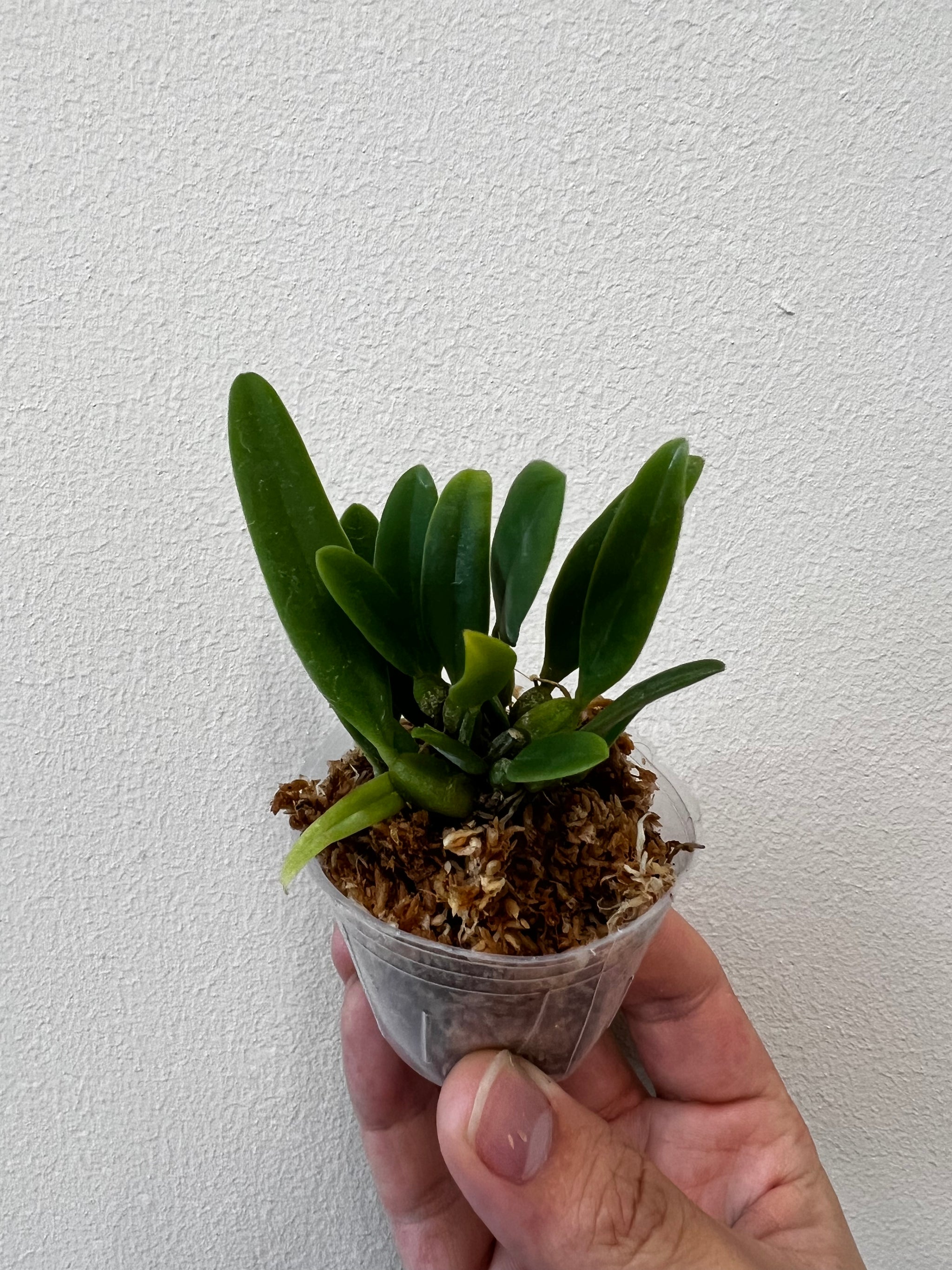 Bulb. electrinum var calvum x sib view 3
