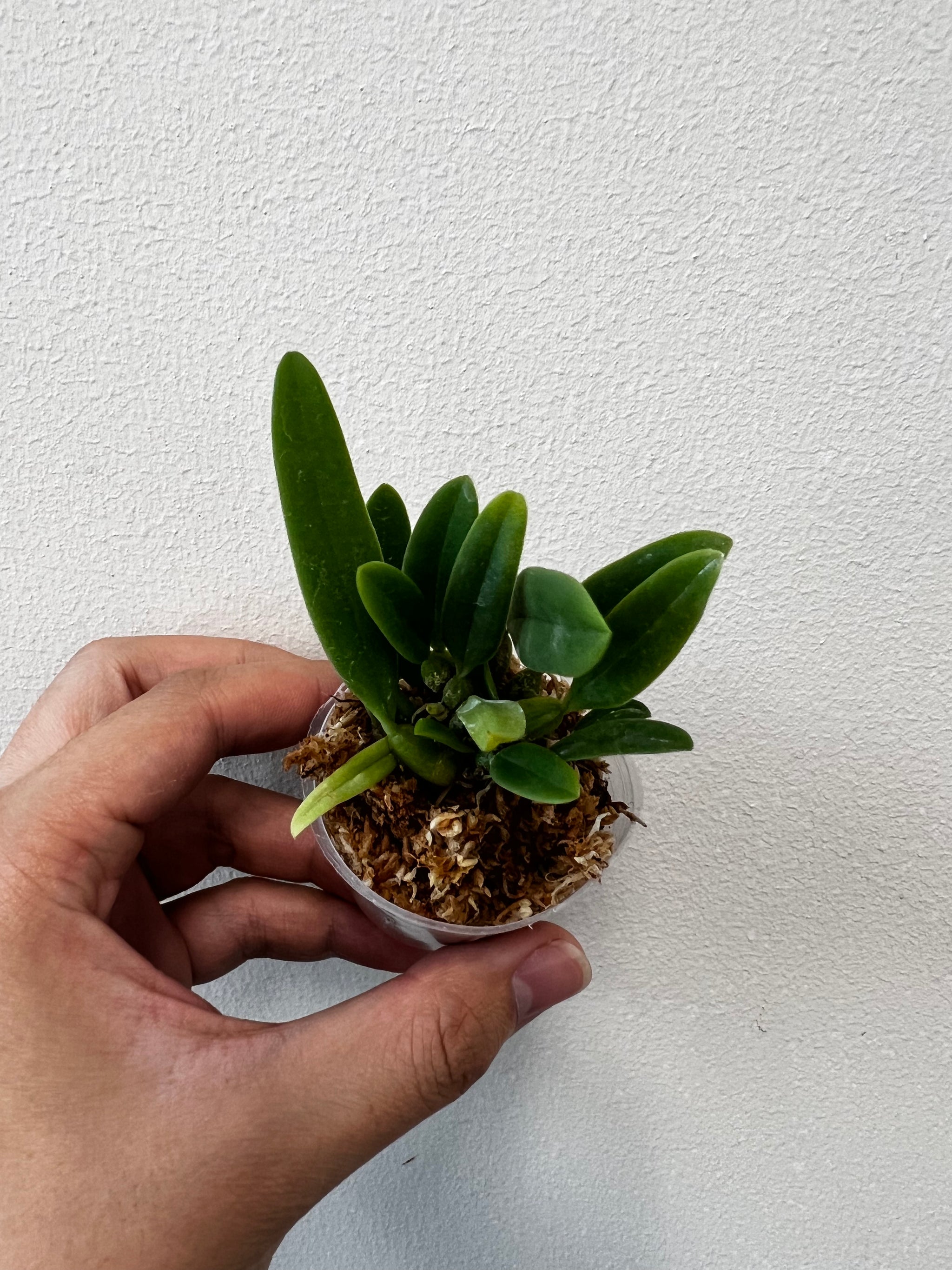Bulb. electrinum var calvum x sib view 4