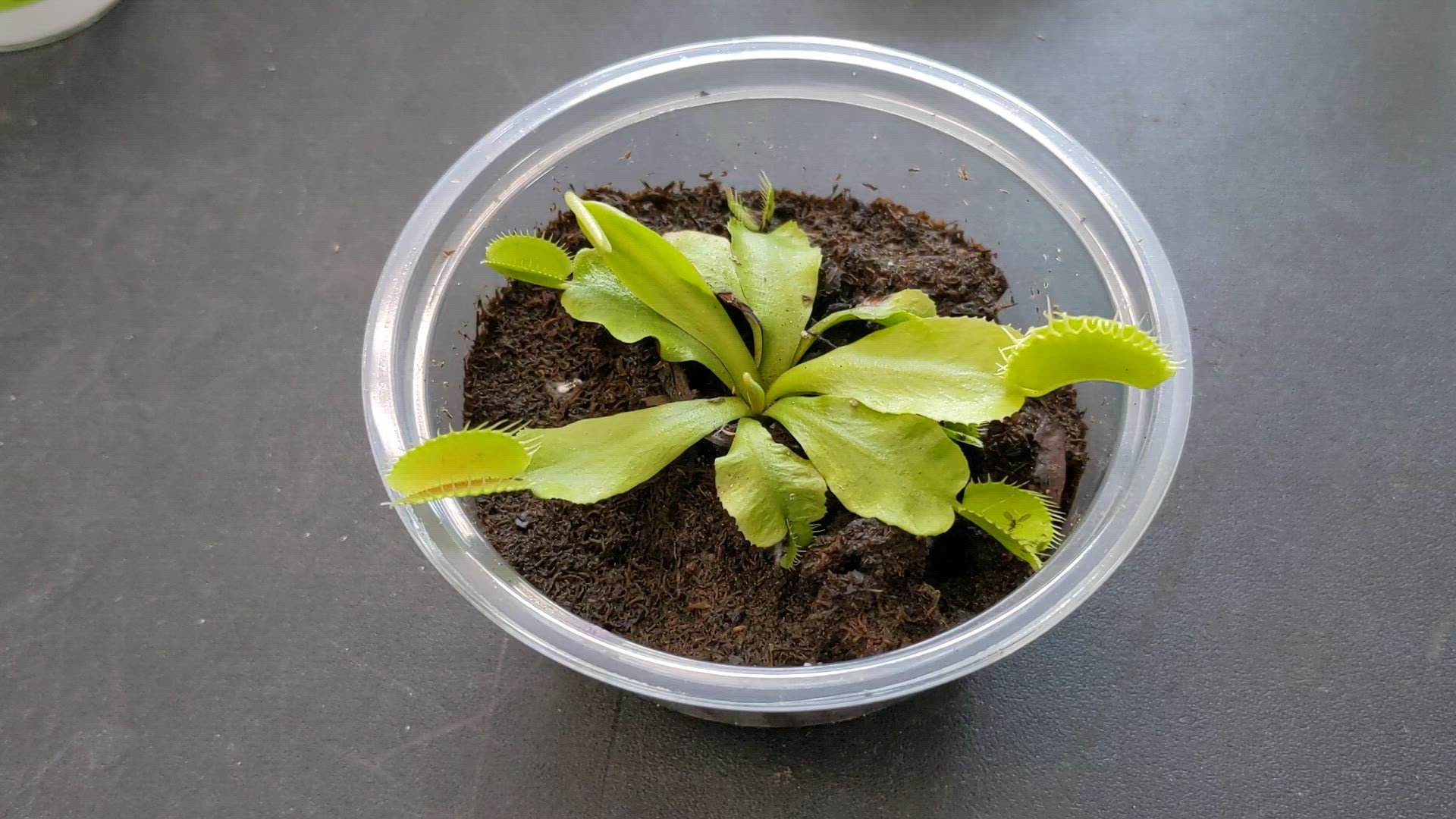 Carnivorous Plant Food view 2