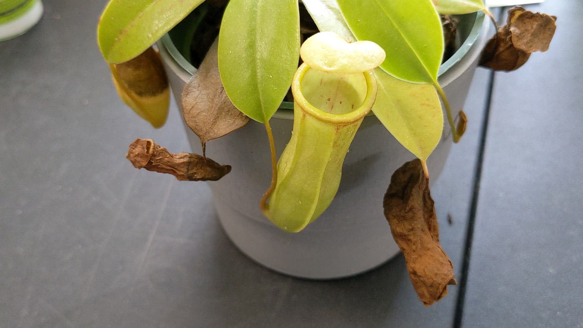 Carnivorous Plant Food view 3