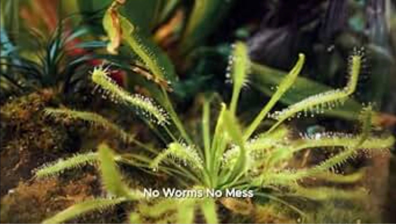 Carnivorous Plant Food view 5