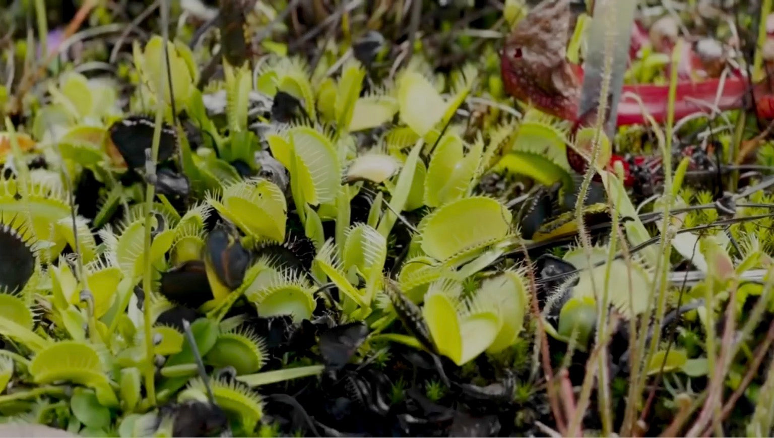 Carnivorous Plant Food view 11