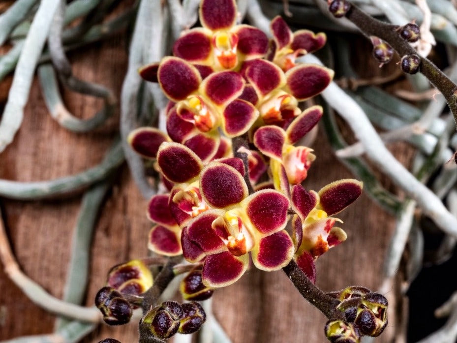 Chiloschista lunifera