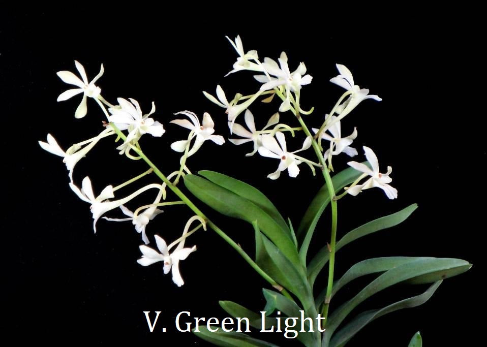 Chrisnetia Green Light (Christensonia vietnamica x Neof. f…