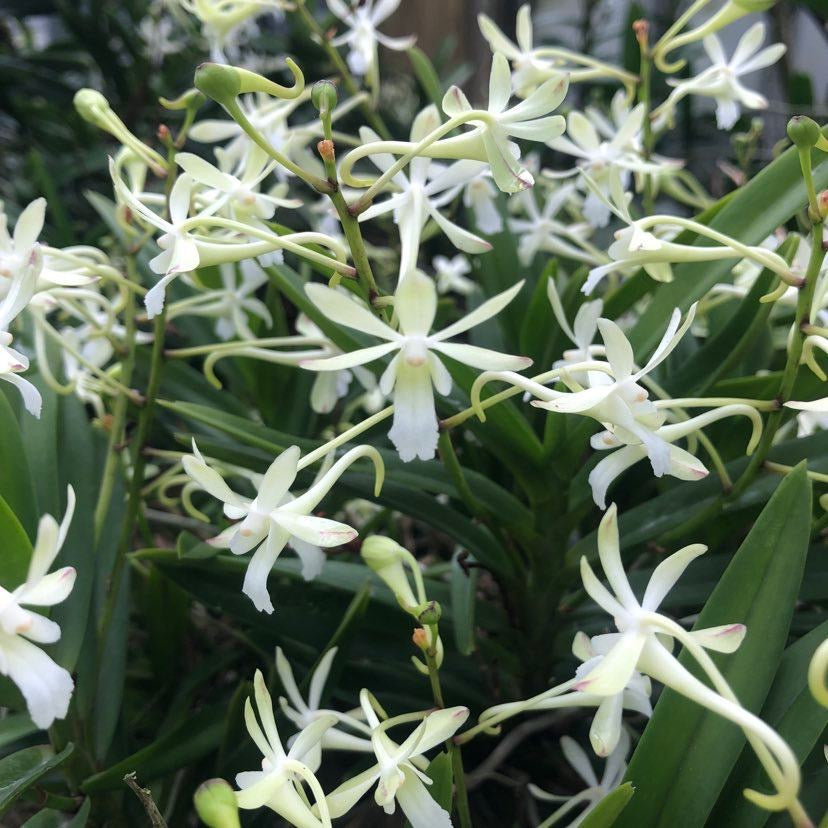 Chrisnetia Green Light (Christensonia vietnamica x Neof. f… view 2