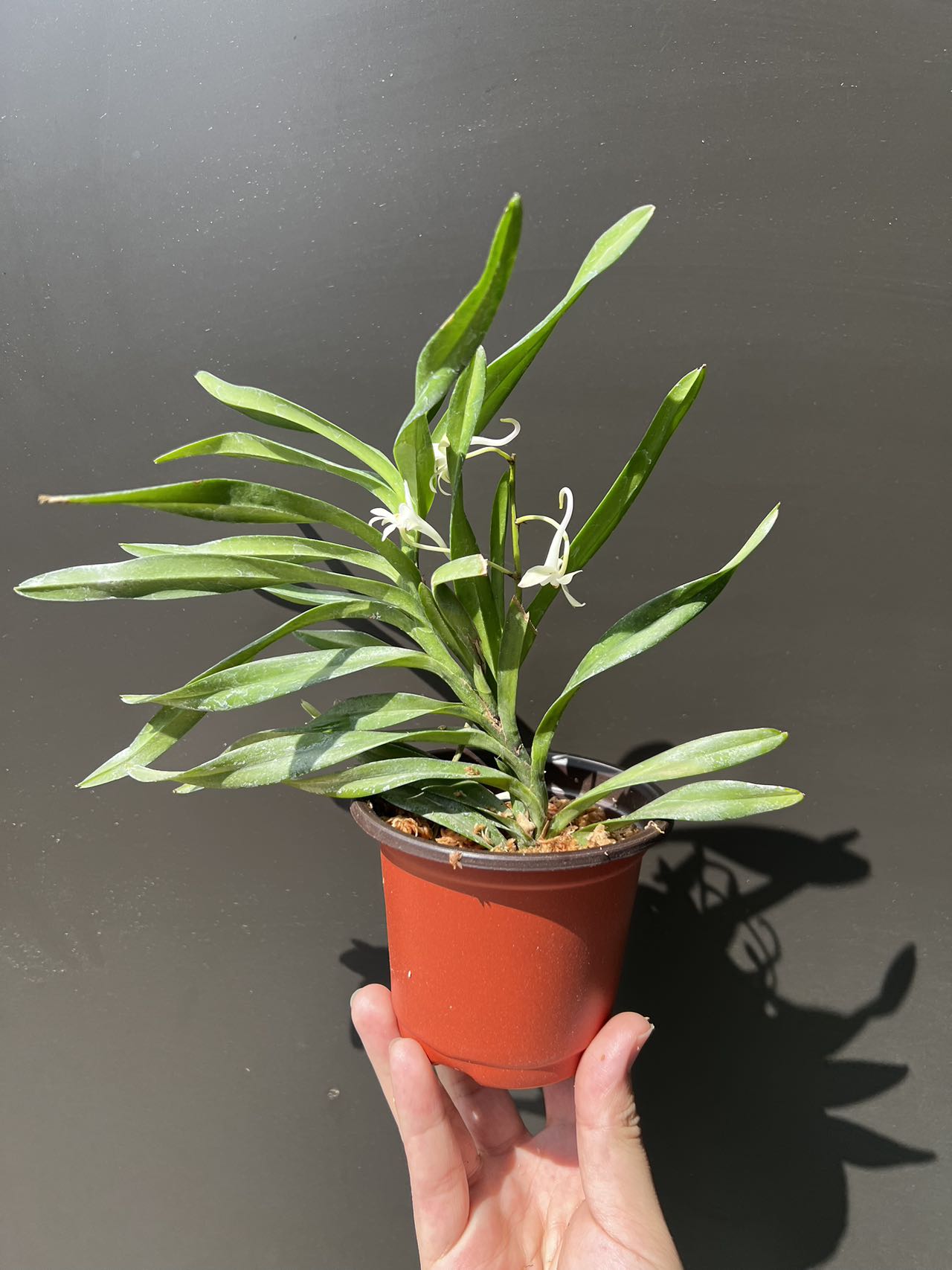 Chrisnetia Green Light (Christensonia vietnamica x Neof. f… view 3