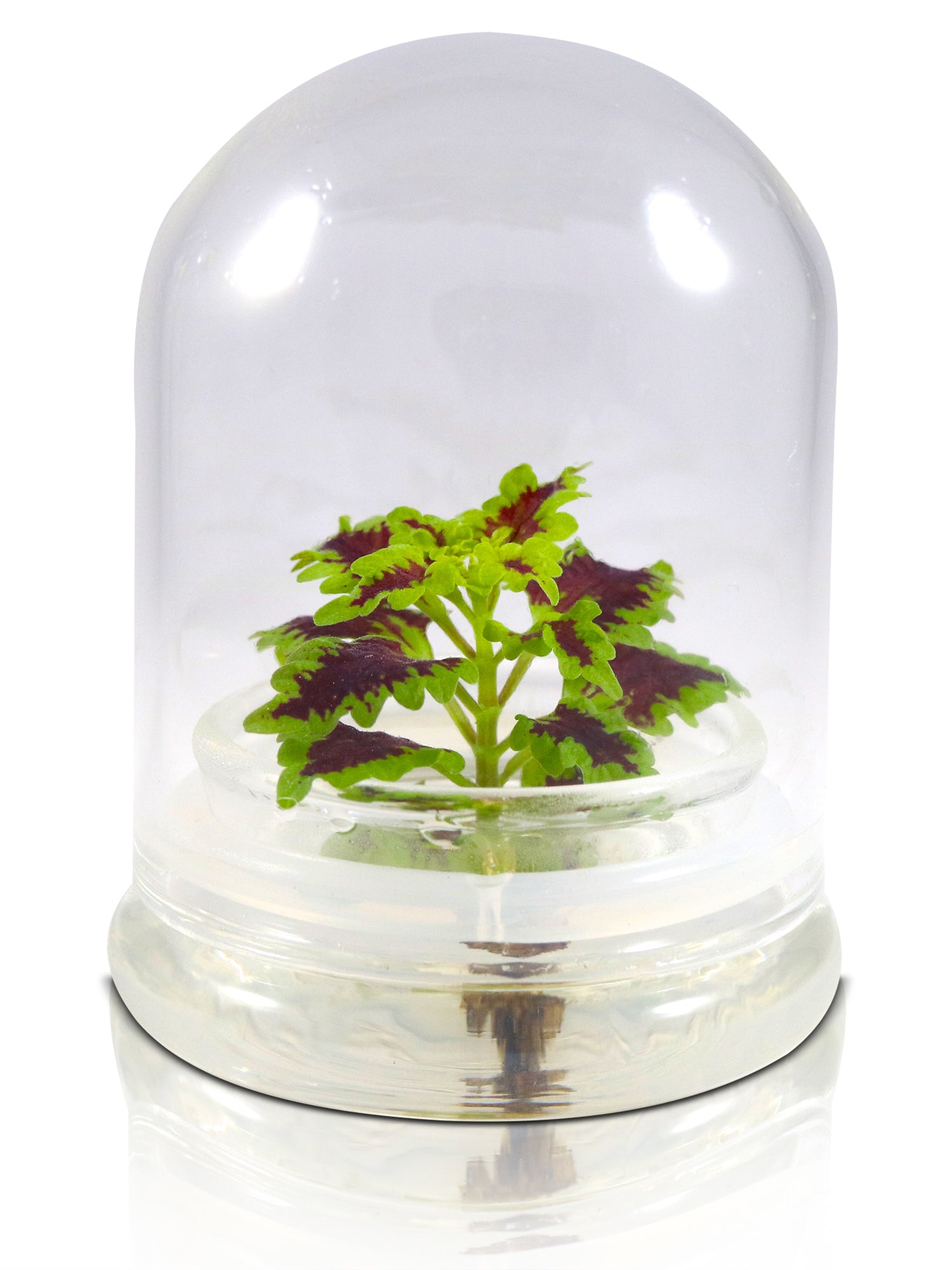 Coleus (Inky fingers) view 6