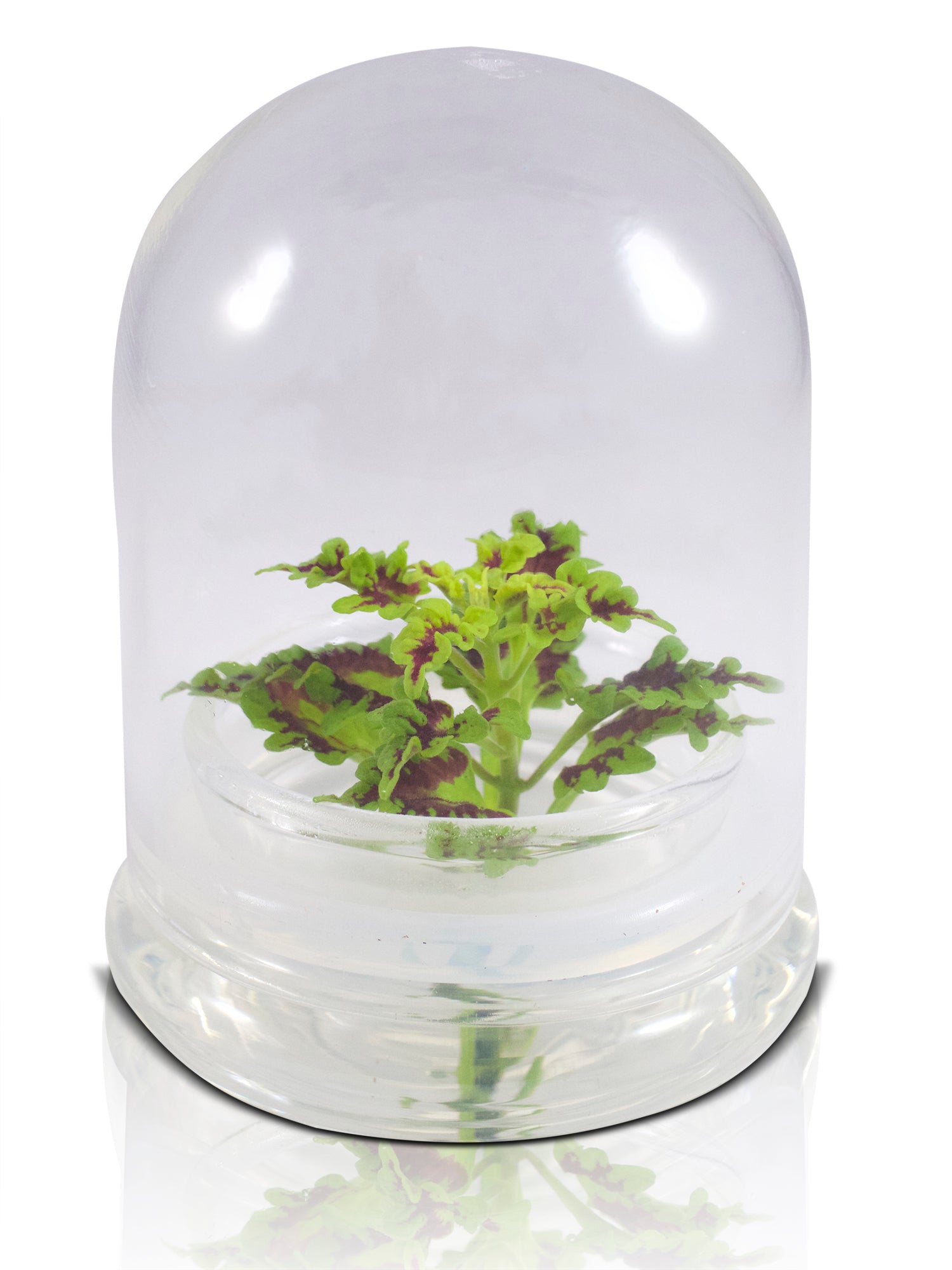Coleus (Inky fingers) view 7