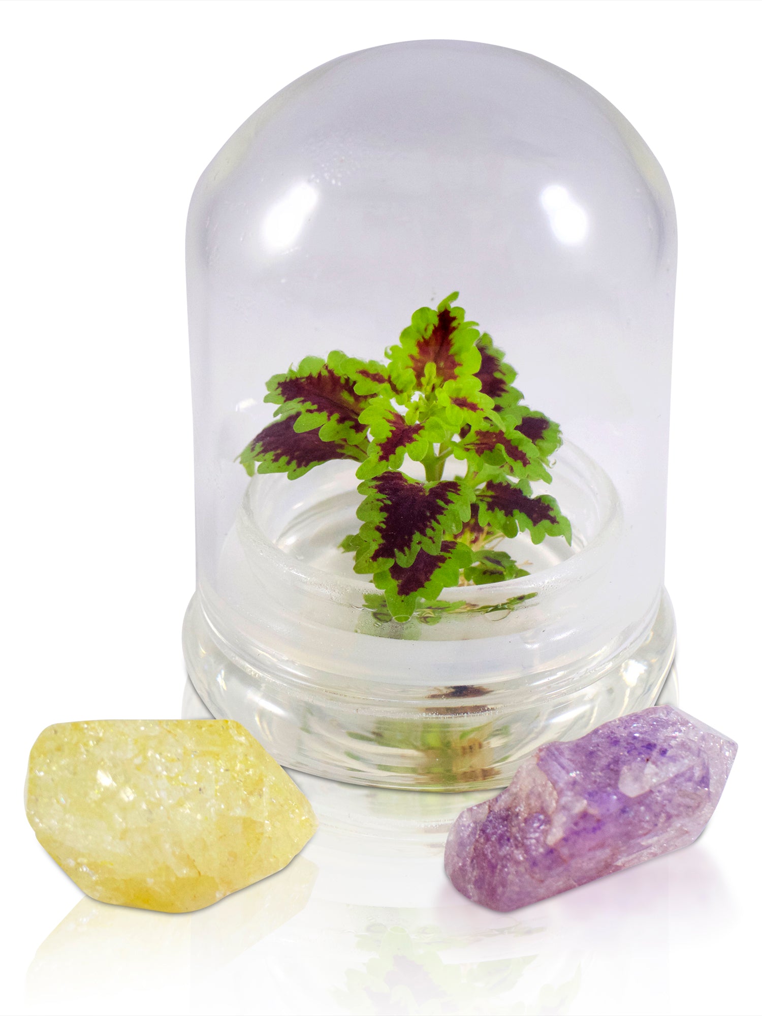 Coleus (Inky fingers) view 9