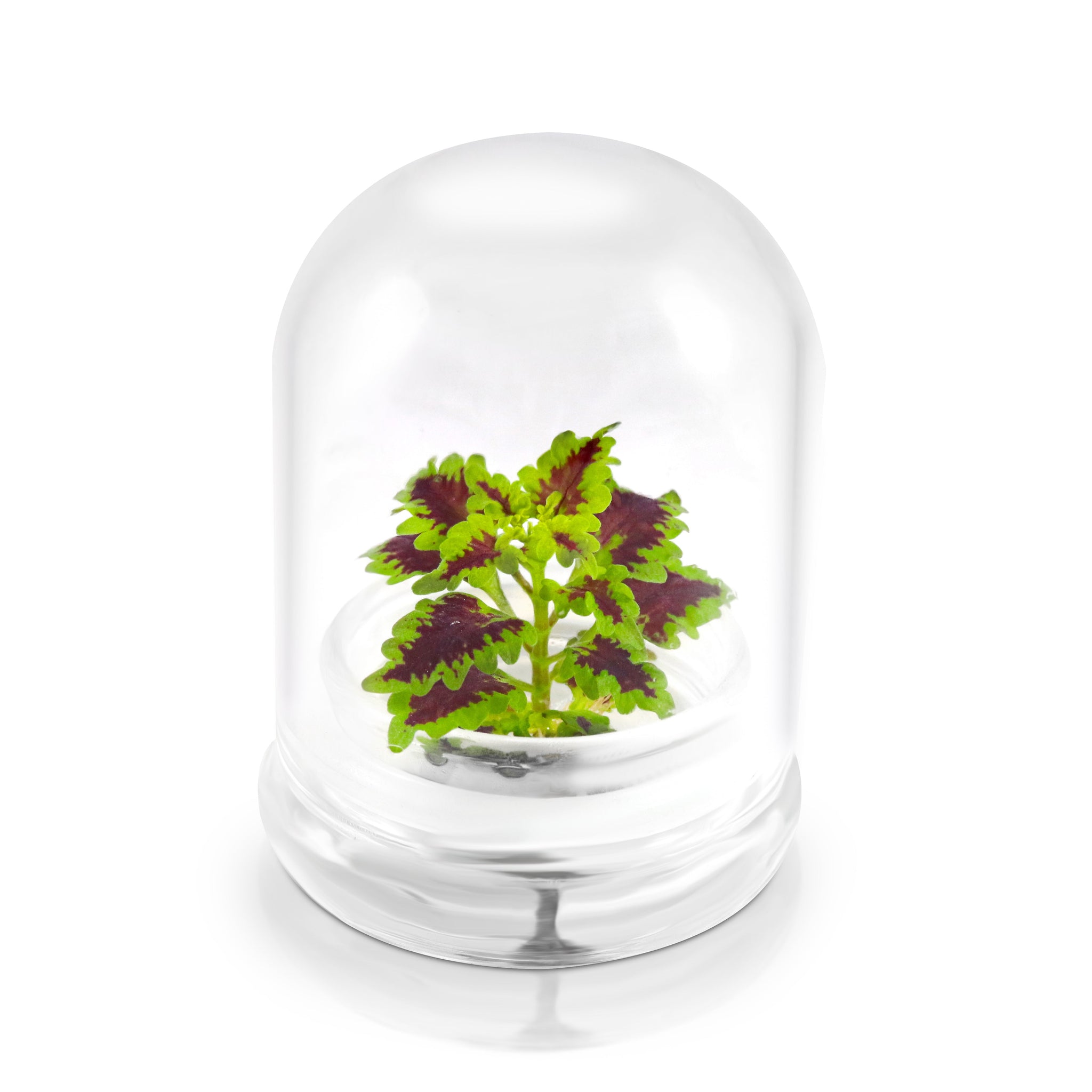 Coleus (Inky fingers) view 10