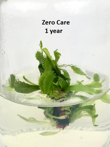 DCXL Venus Fly Trap Flytrap Terrarium -Carnivorous Plant -… view 1