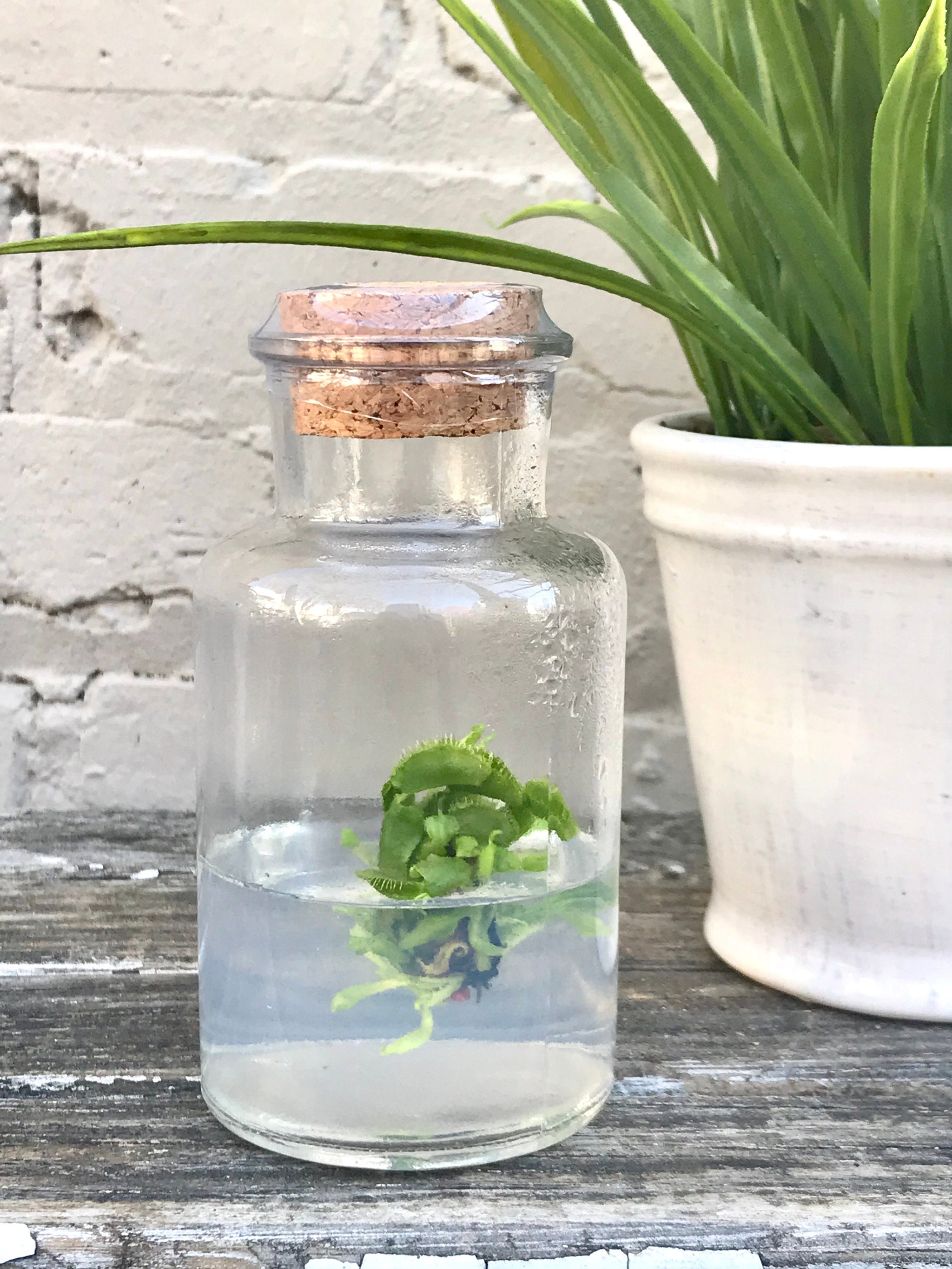 DCXL Venus Fly Trap Flytrap Terrarium -Carnivorous Plant -…