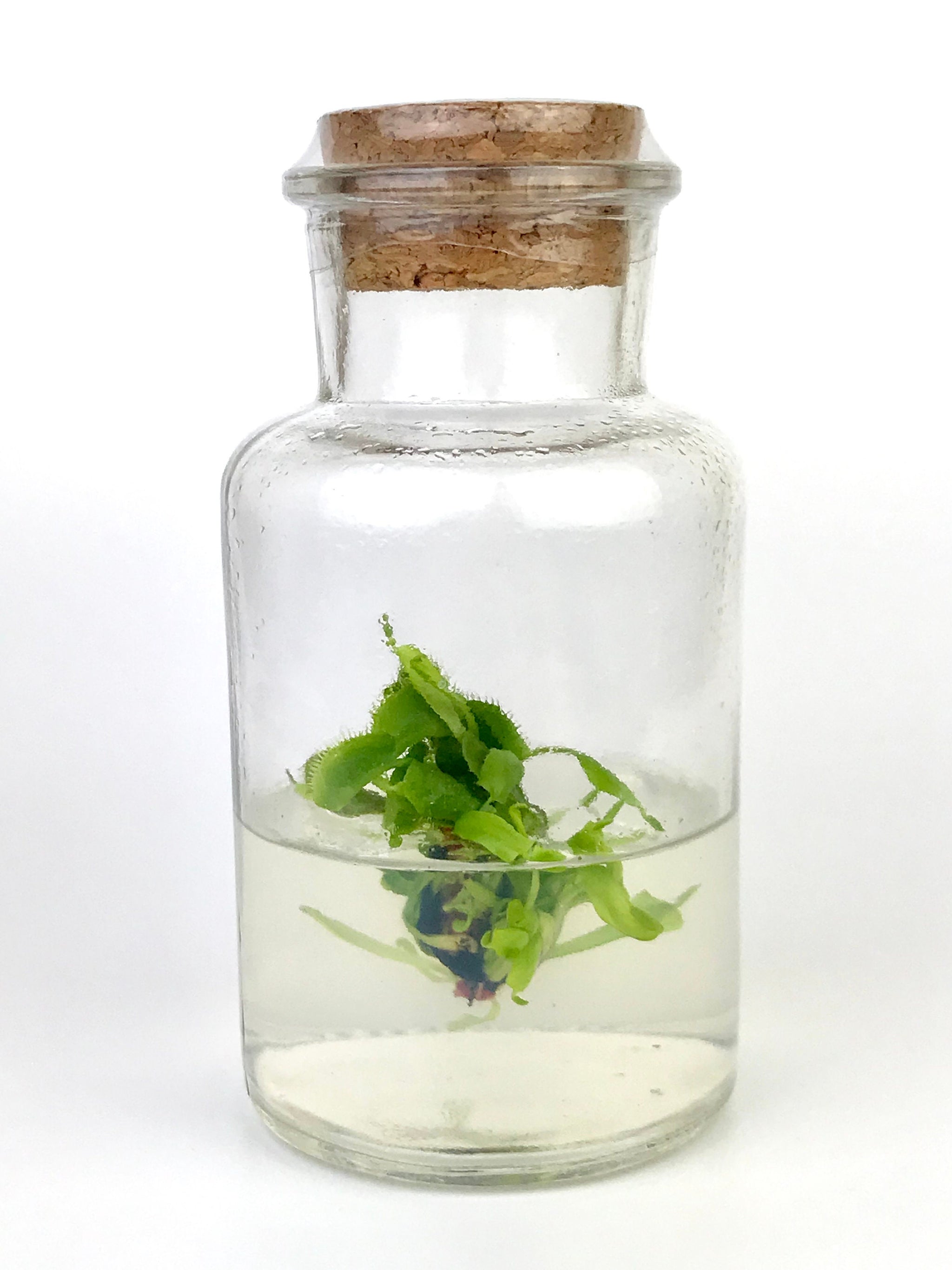 DCXL Venus Fly Trap Flytrap Terrarium -Carnivorous Plant -… view 3