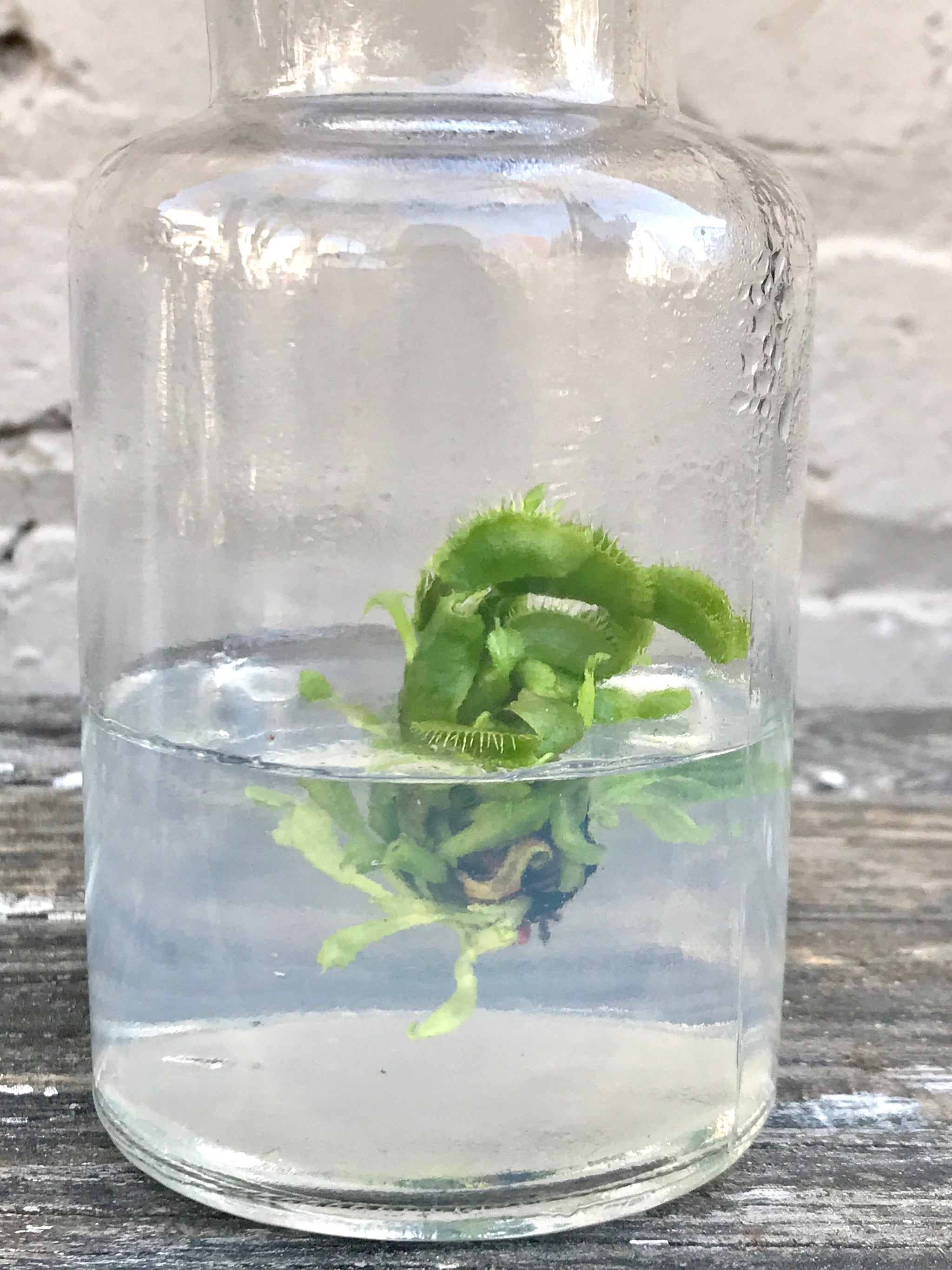 DCXL Venus Fly Trap Flytrap Terrarium -Carnivorous Plant -… view 4