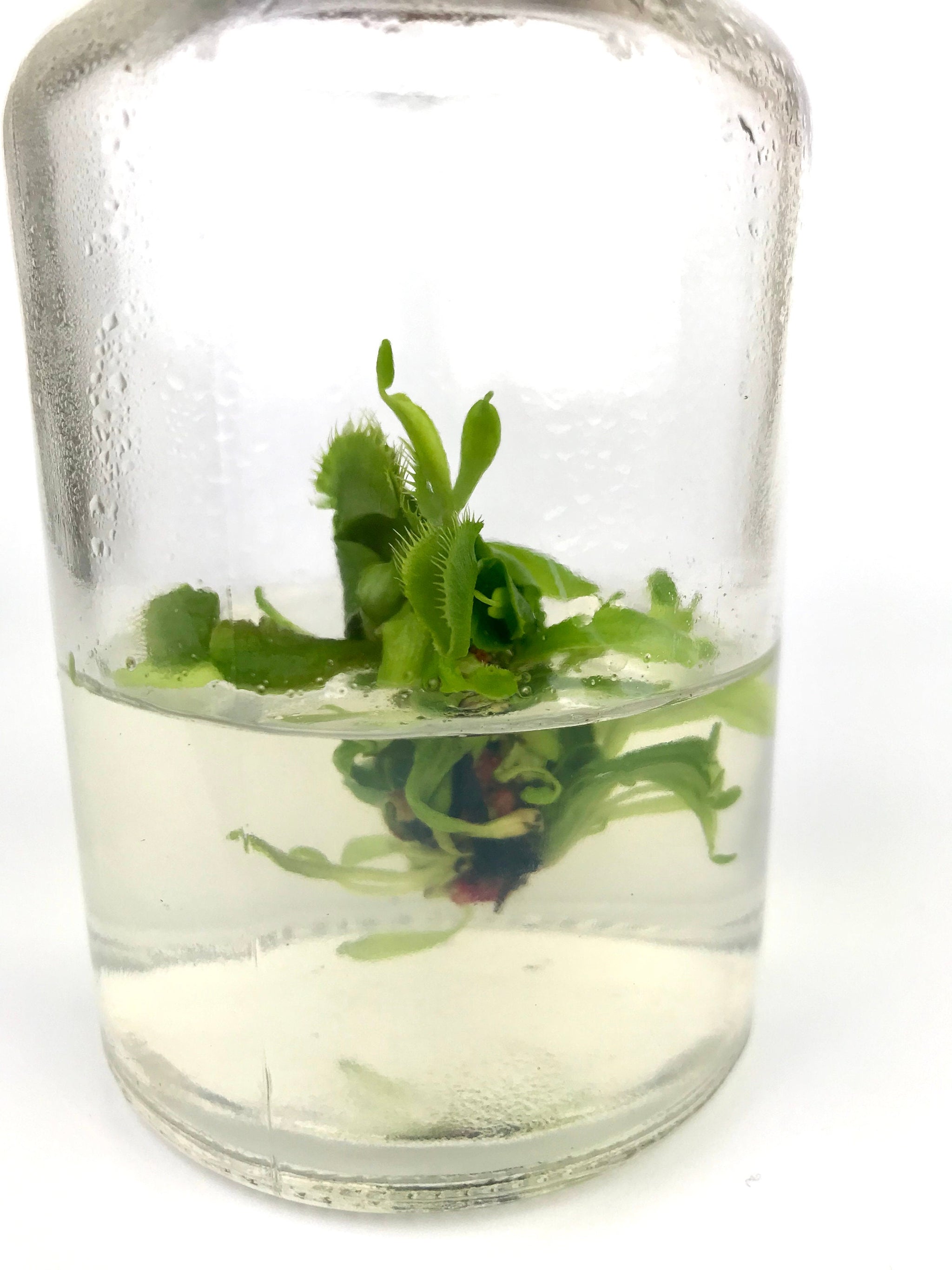 DCXL Venus Fly Trap Flytrap Terrarium -Carnivorous Plant -… view 5