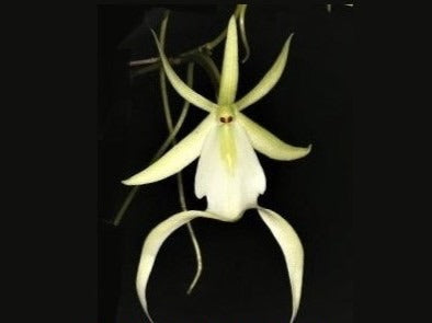 Dendrophylax Lindenii view 1