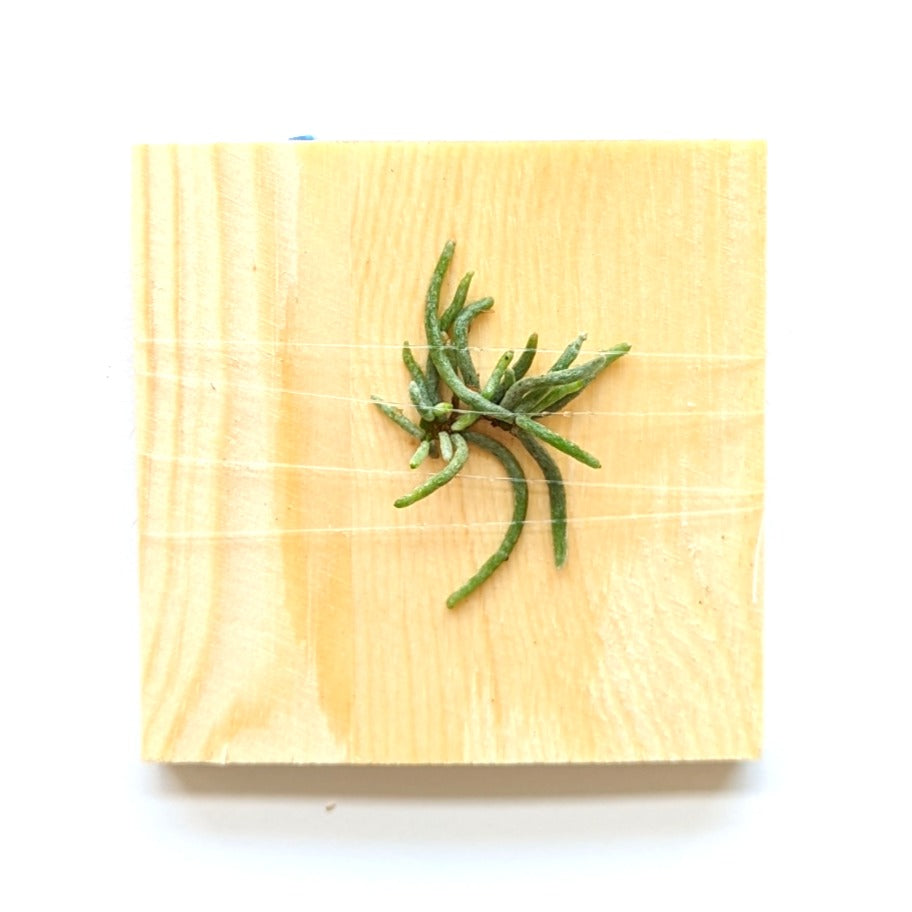 Dendrophylax lindenii