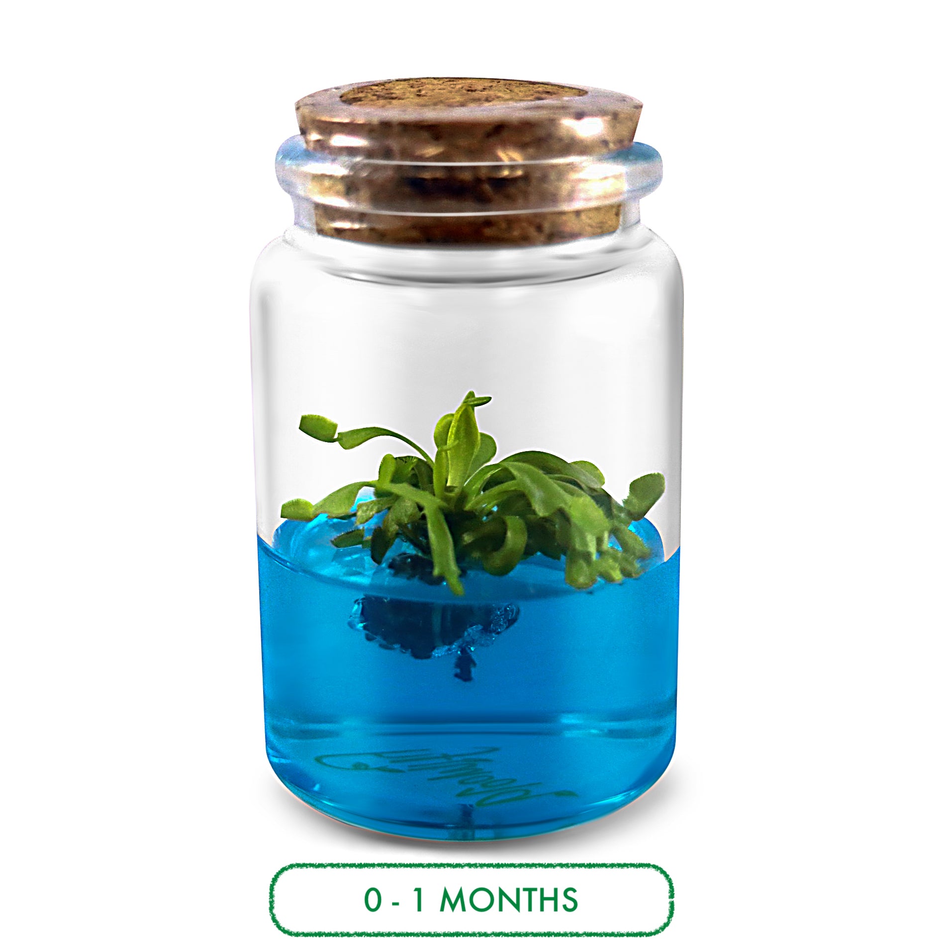 Venus Flytrap Terrarium DIY Kit view 2
