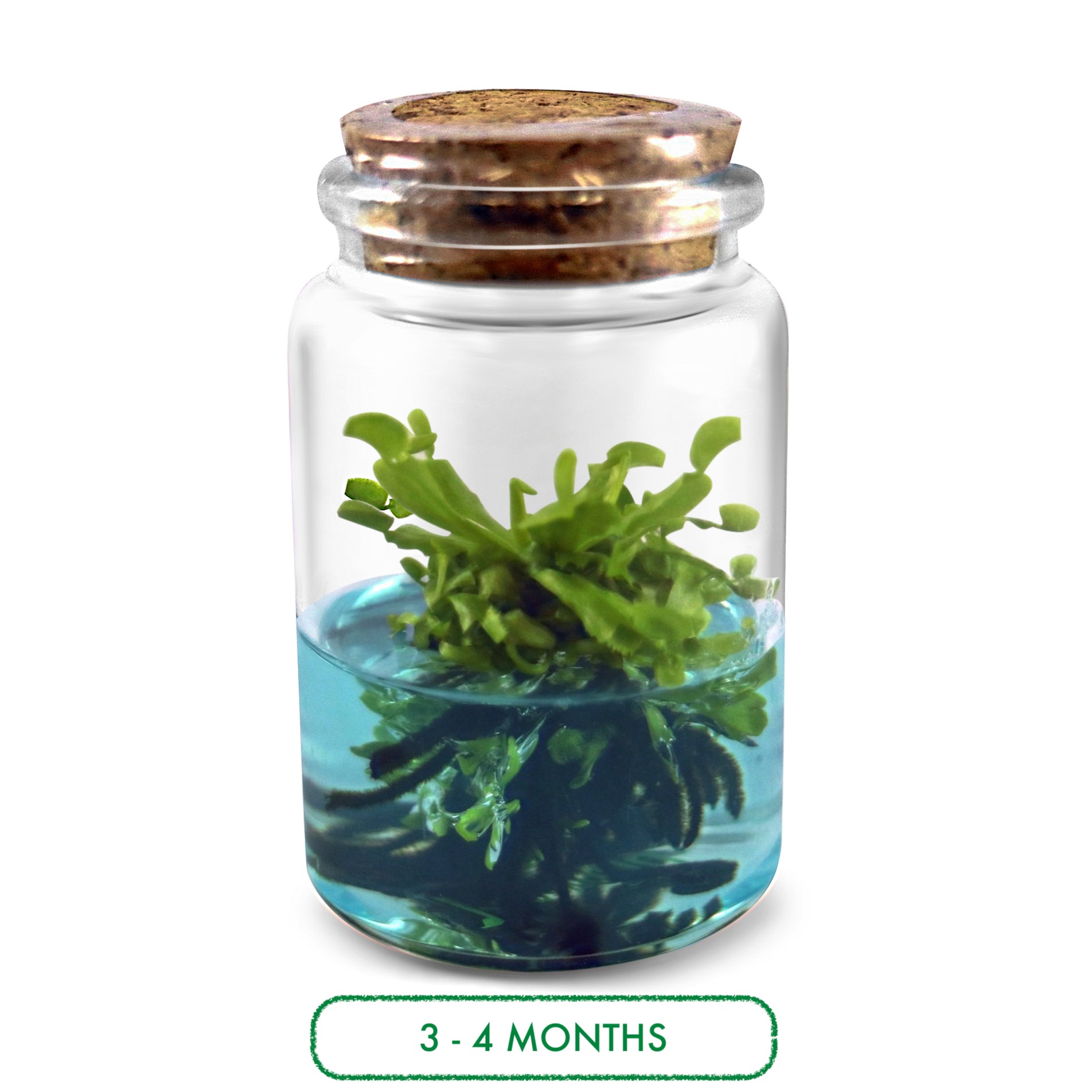 Venus Flytrap Terrarium DIY Kit view 3