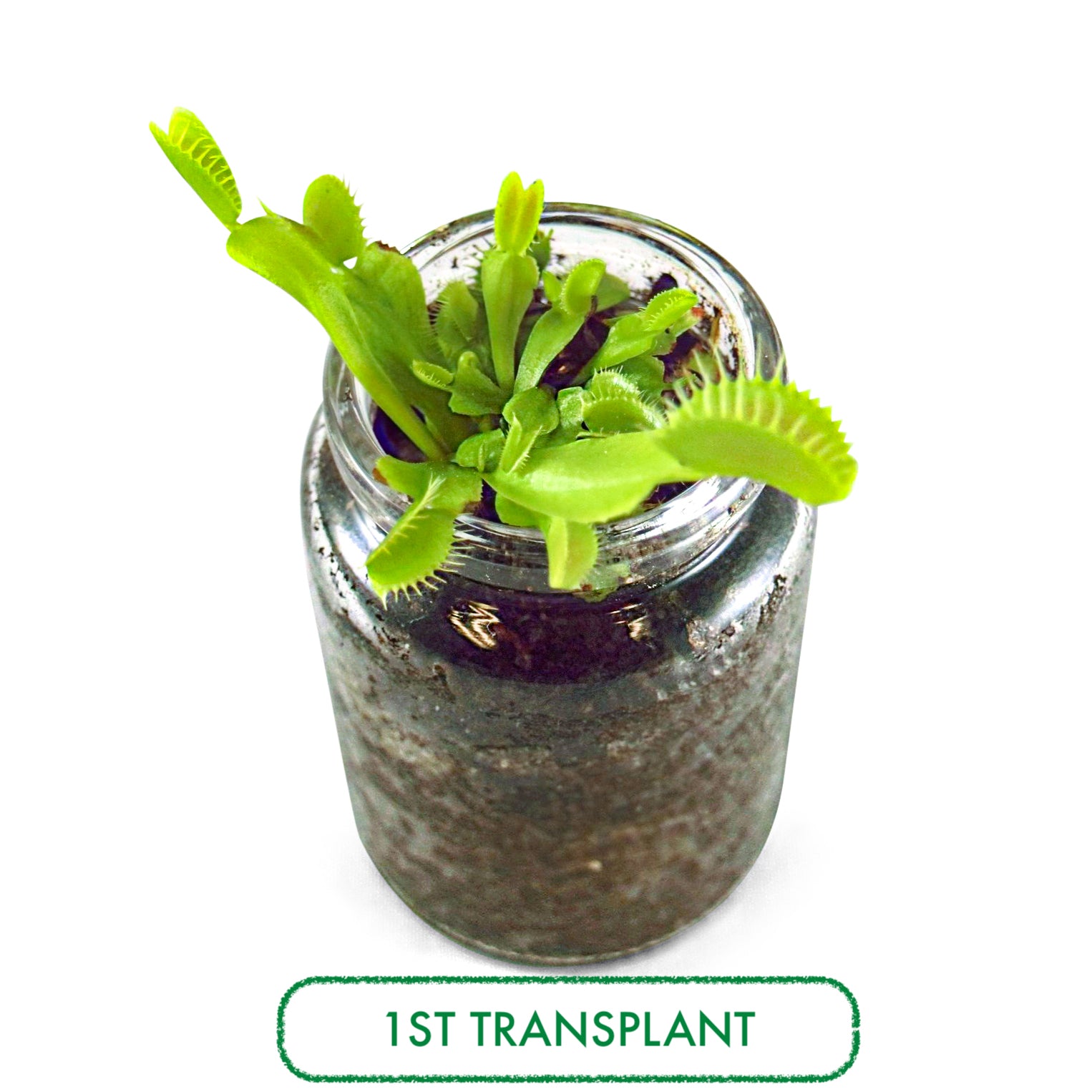 Venus Flytrap Terrarium DIY Kit view 4