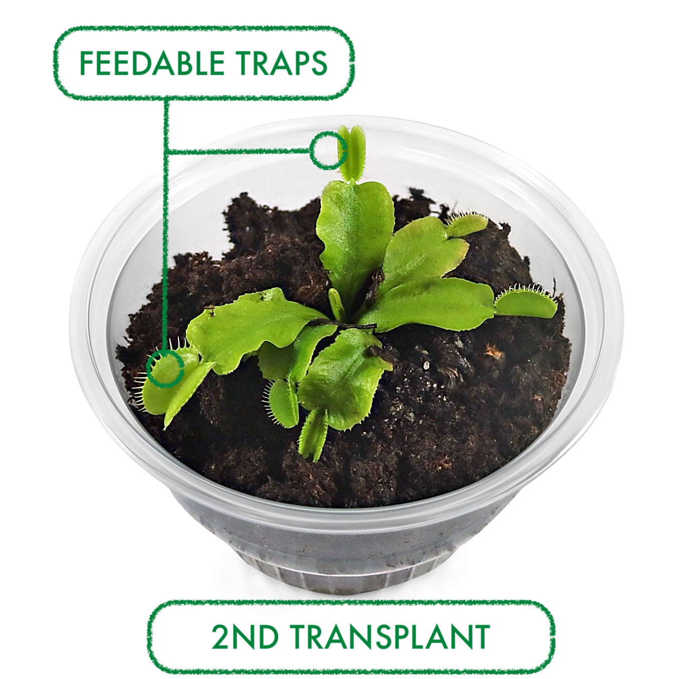 Venus Flytrap Terrarium DIY Kit view 5