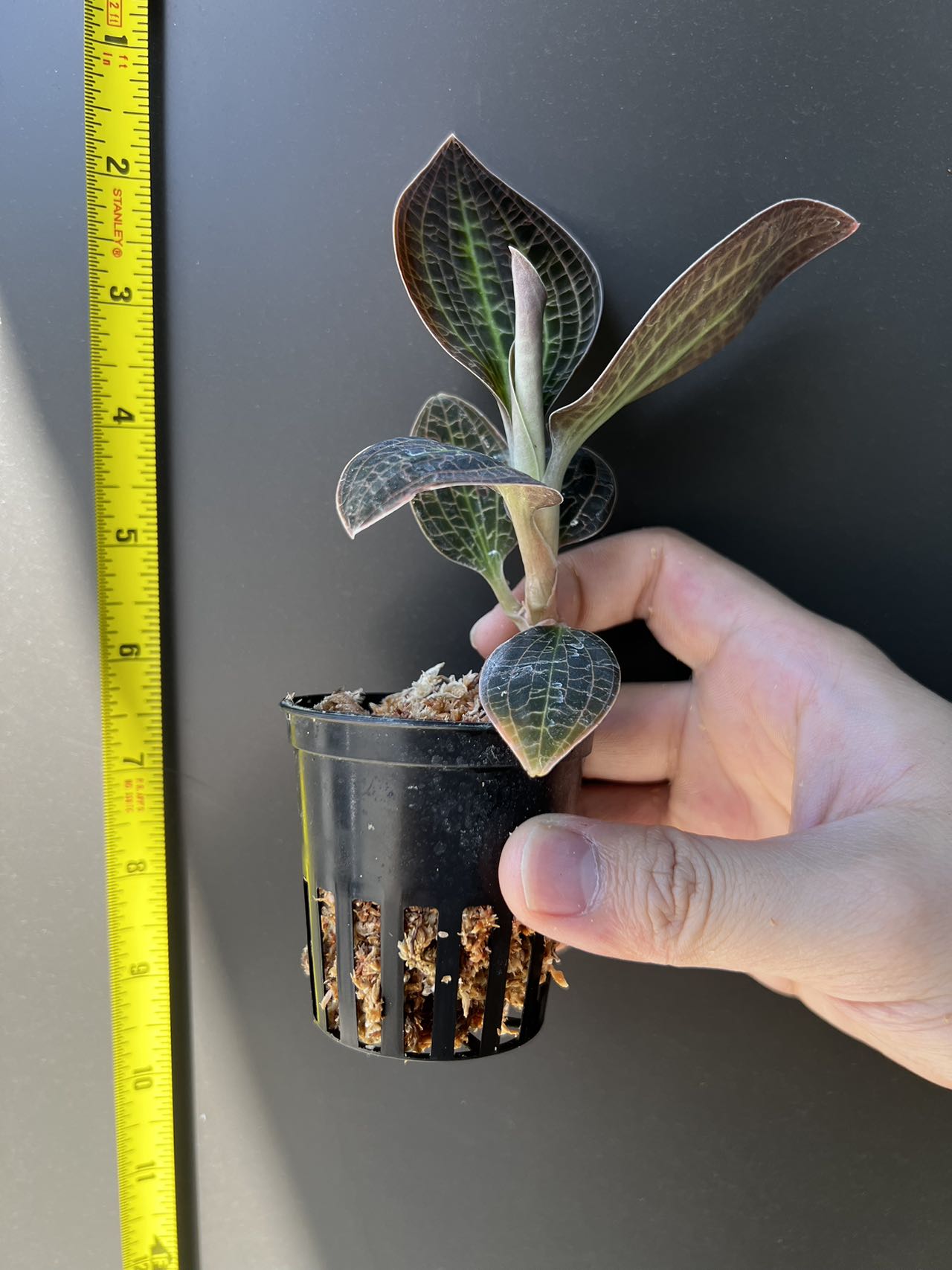 Dossinia marmorata 'Giant' view 2