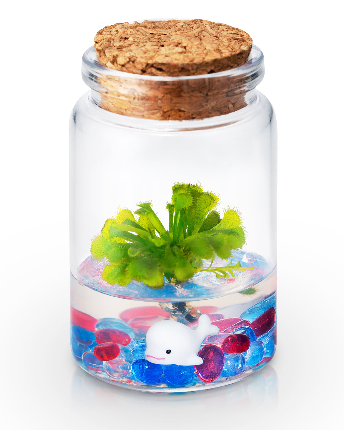Sundew Terrarium - 100% Self Sustaining Drosera spatulata… view 4