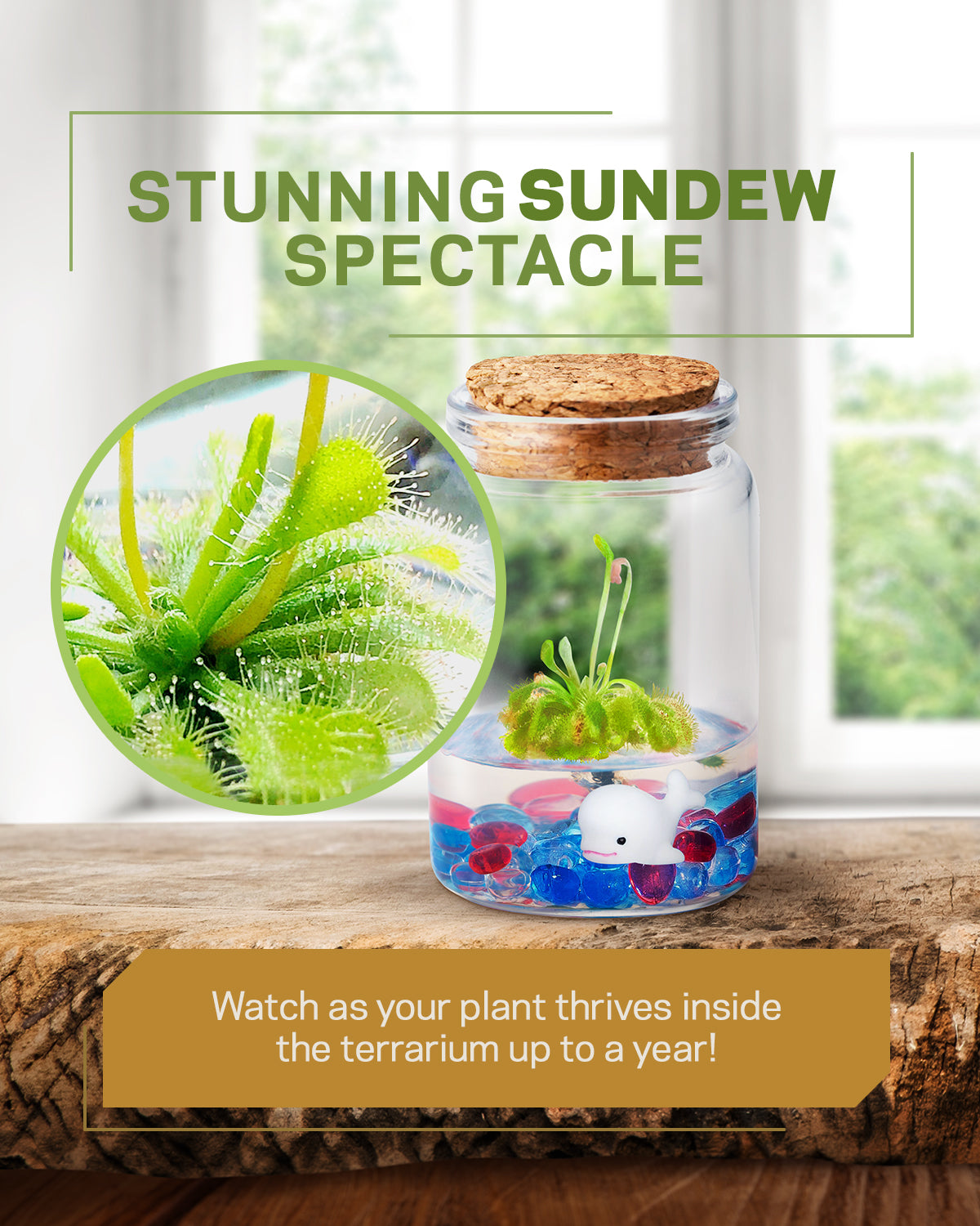 Sundew Terrarium - 100% Self Sustaining Drosera spatulata… view 9