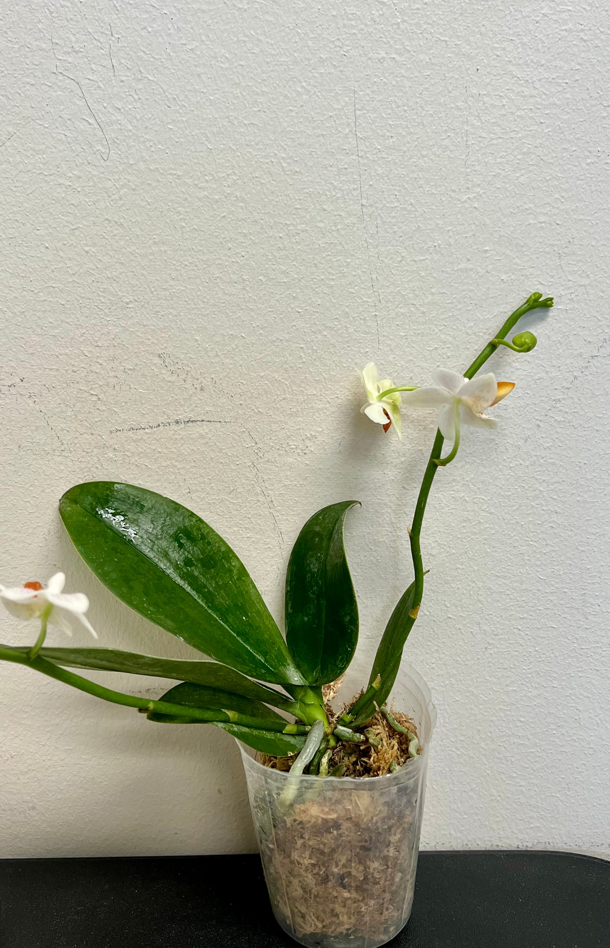 Phalaenopsis mini