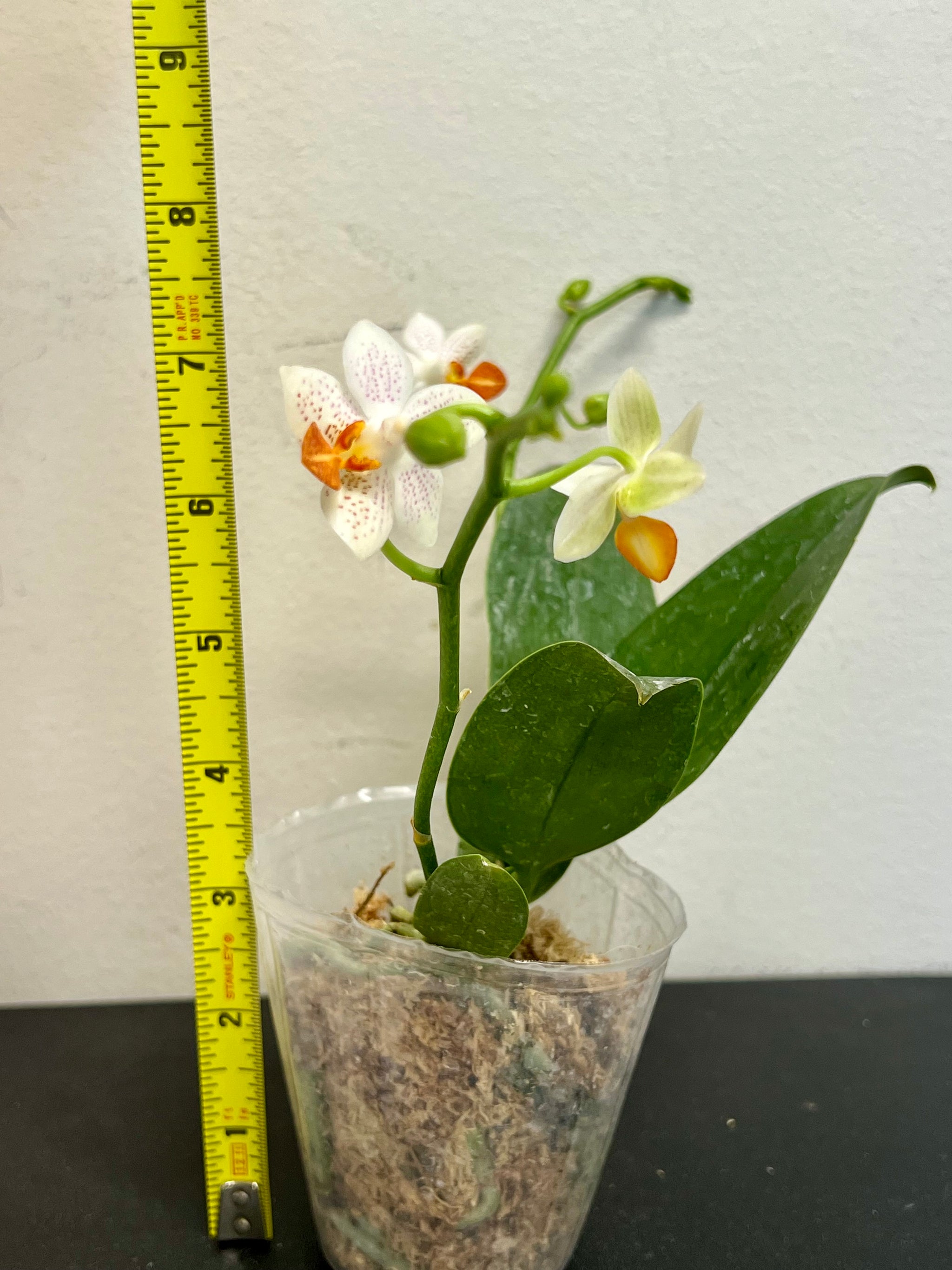Adult-Size view 2