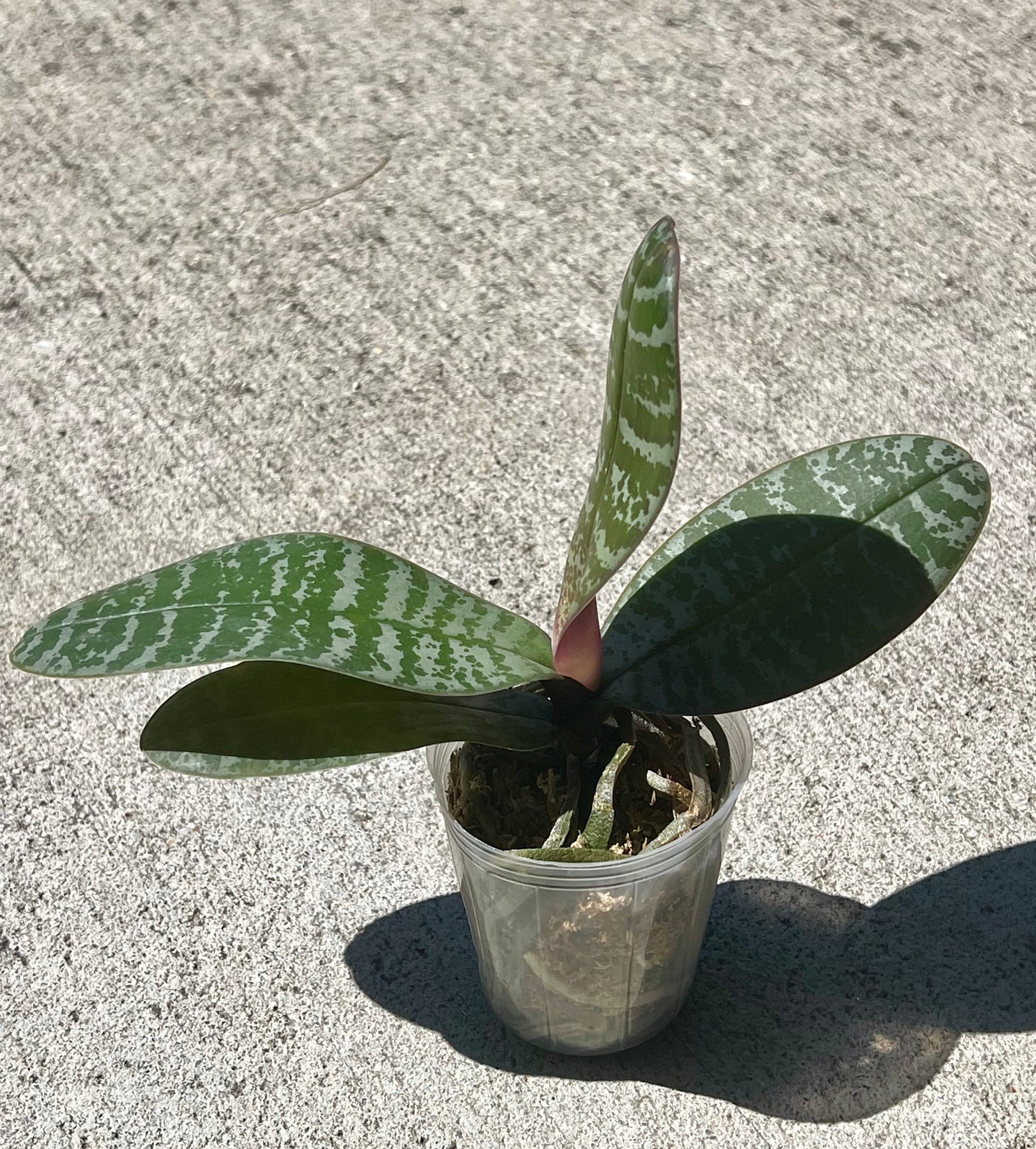 Phalaenopsis philippinensis
